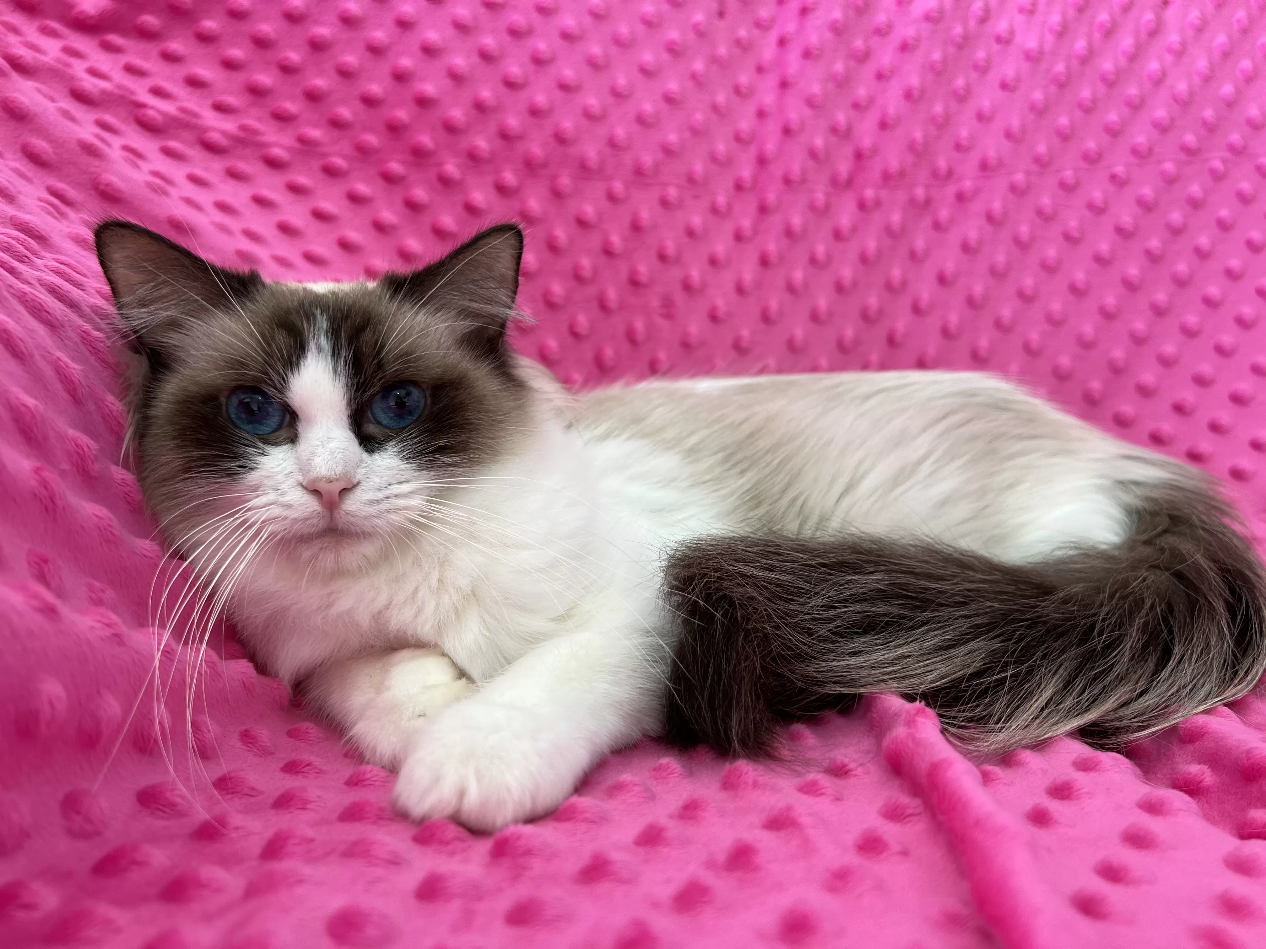 queens gallery image