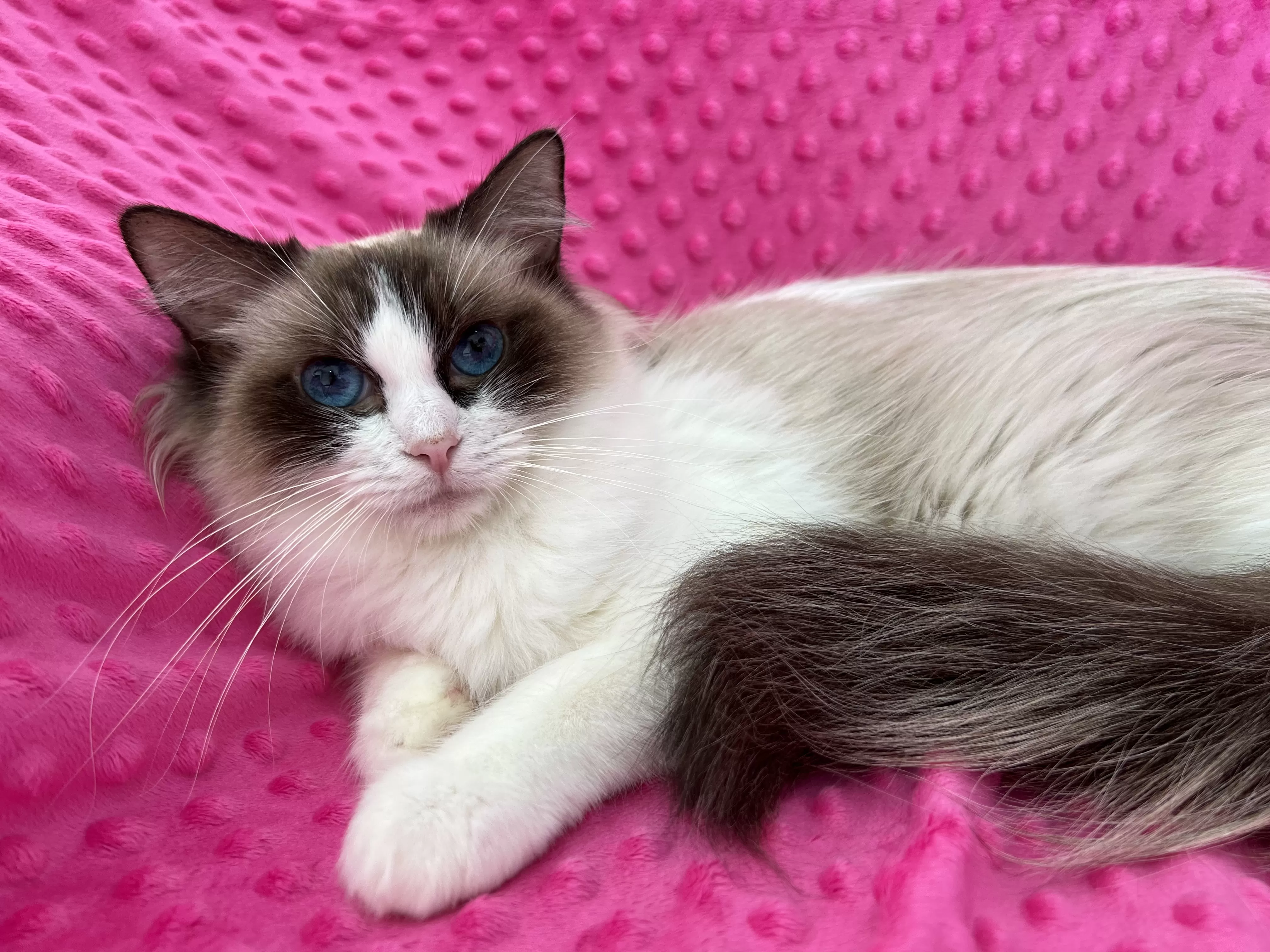 queens gallery image