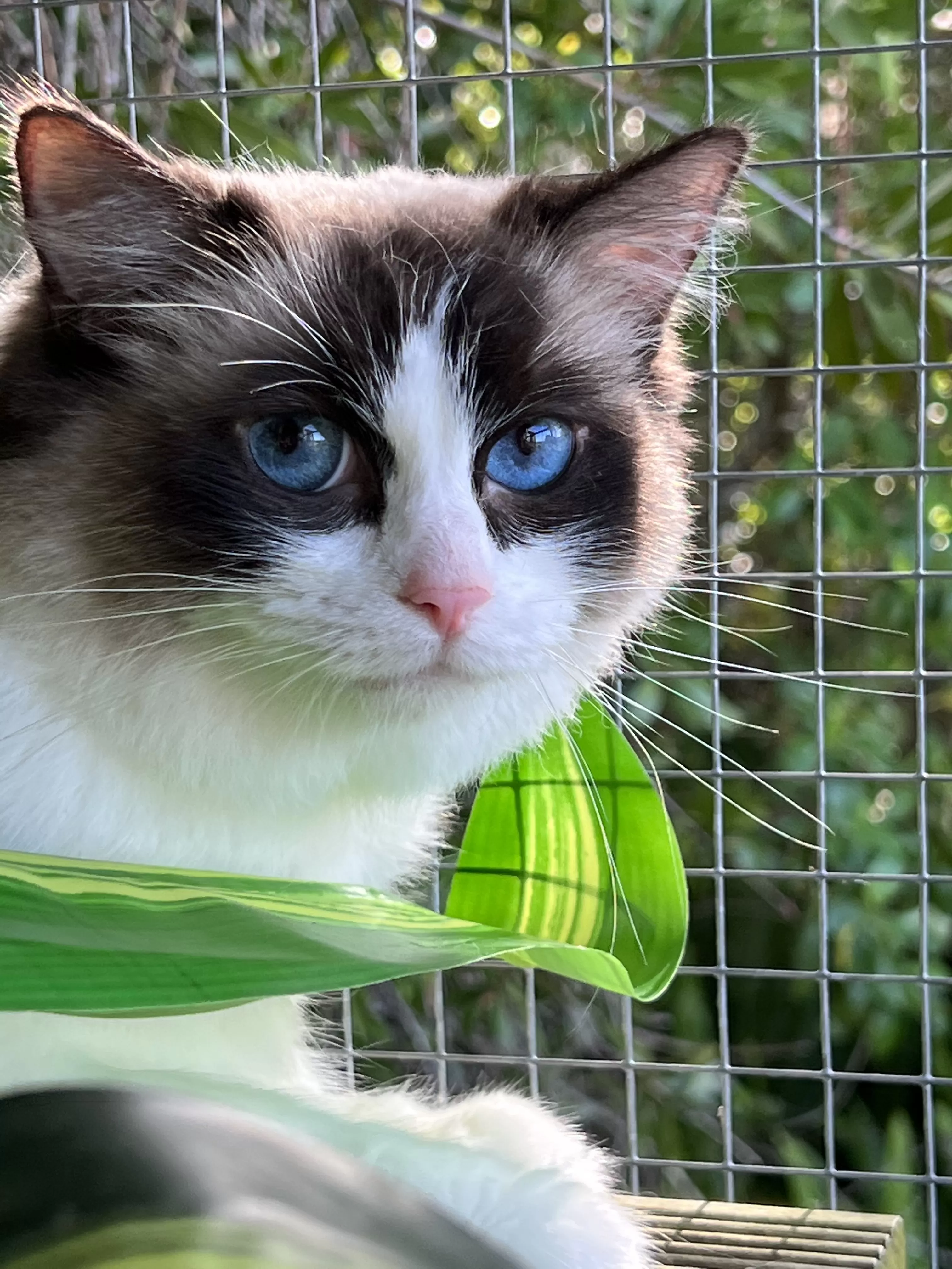 queens gallery image