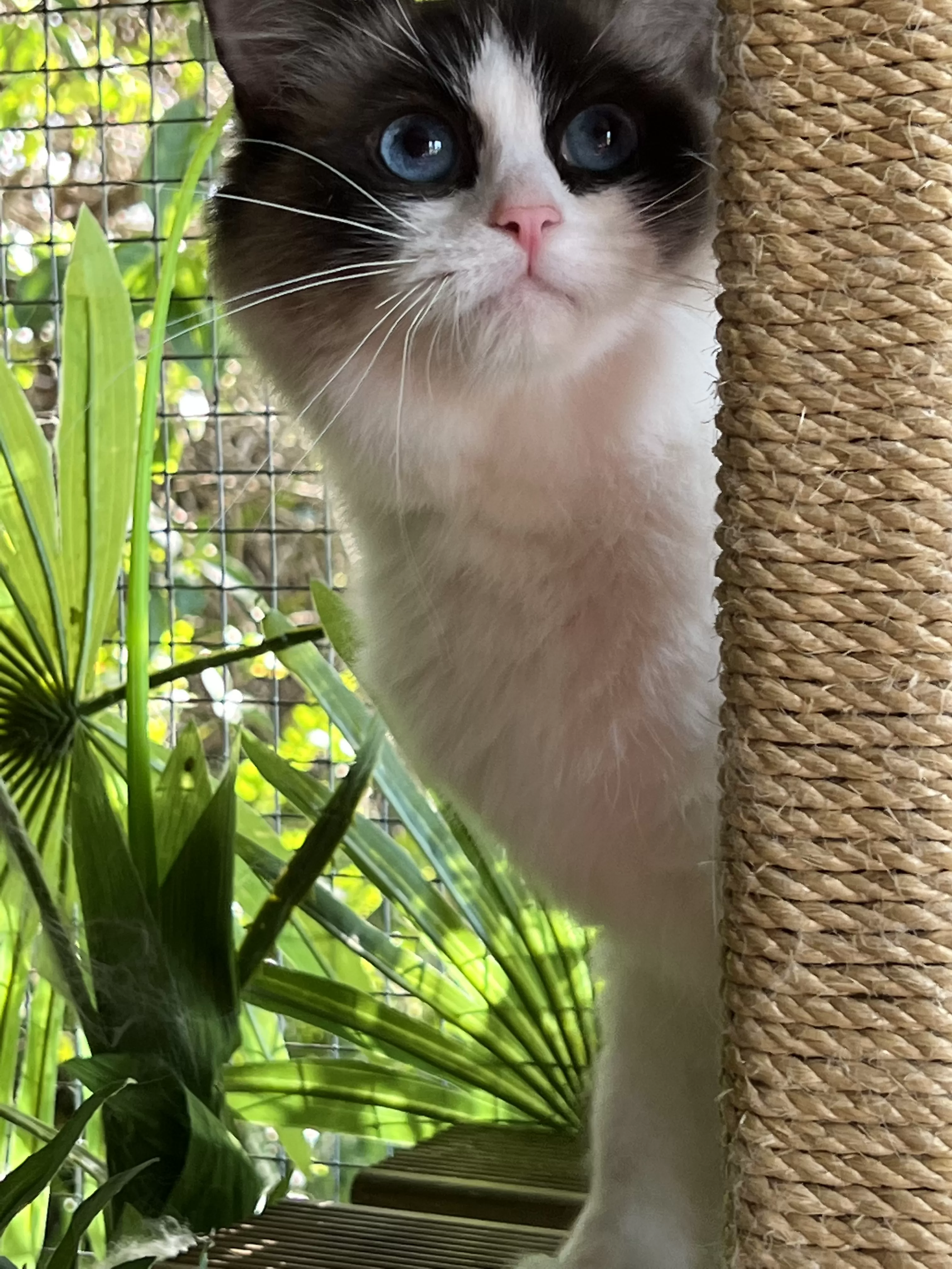 queens gallery image