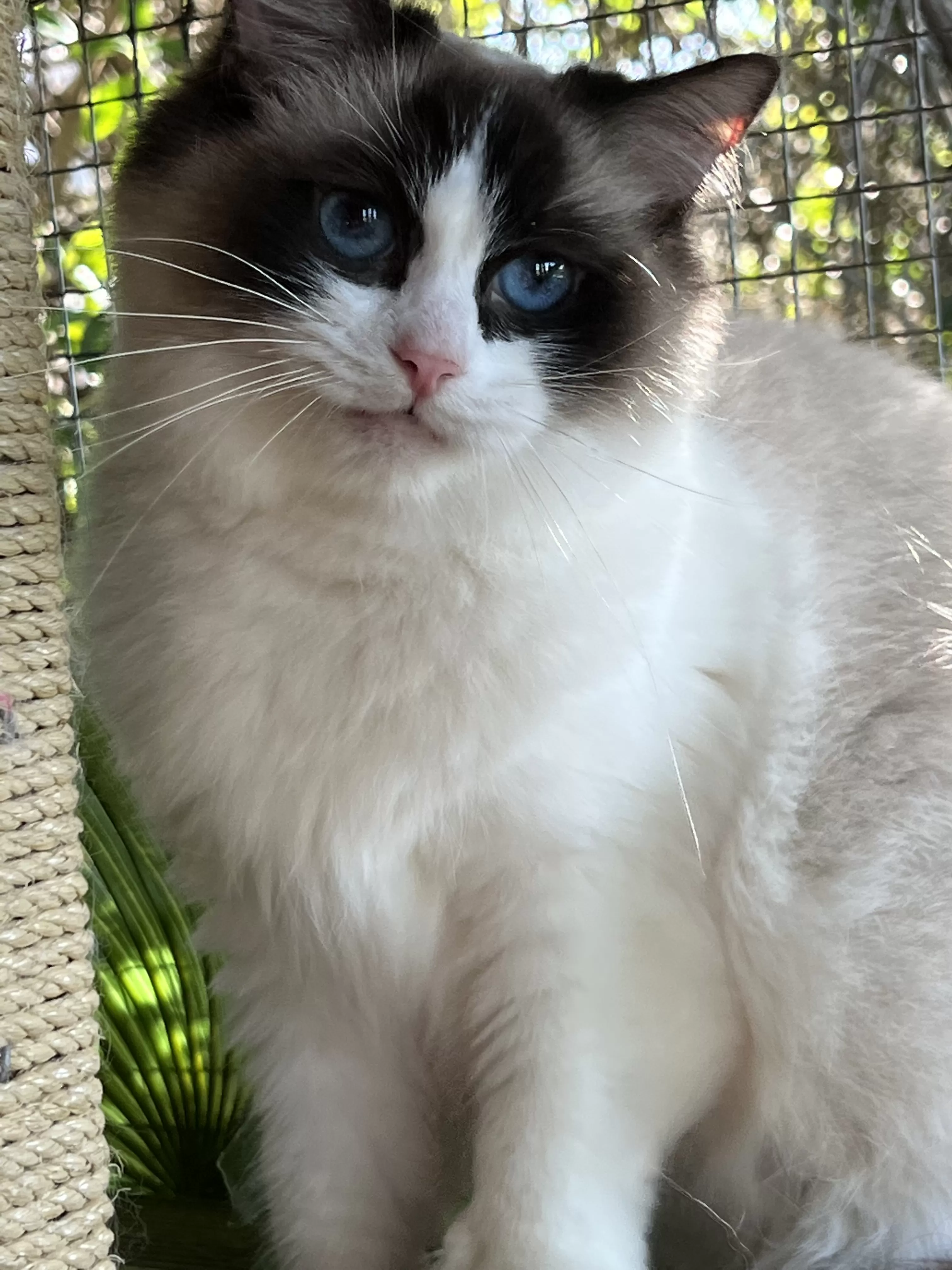 queens gallery image