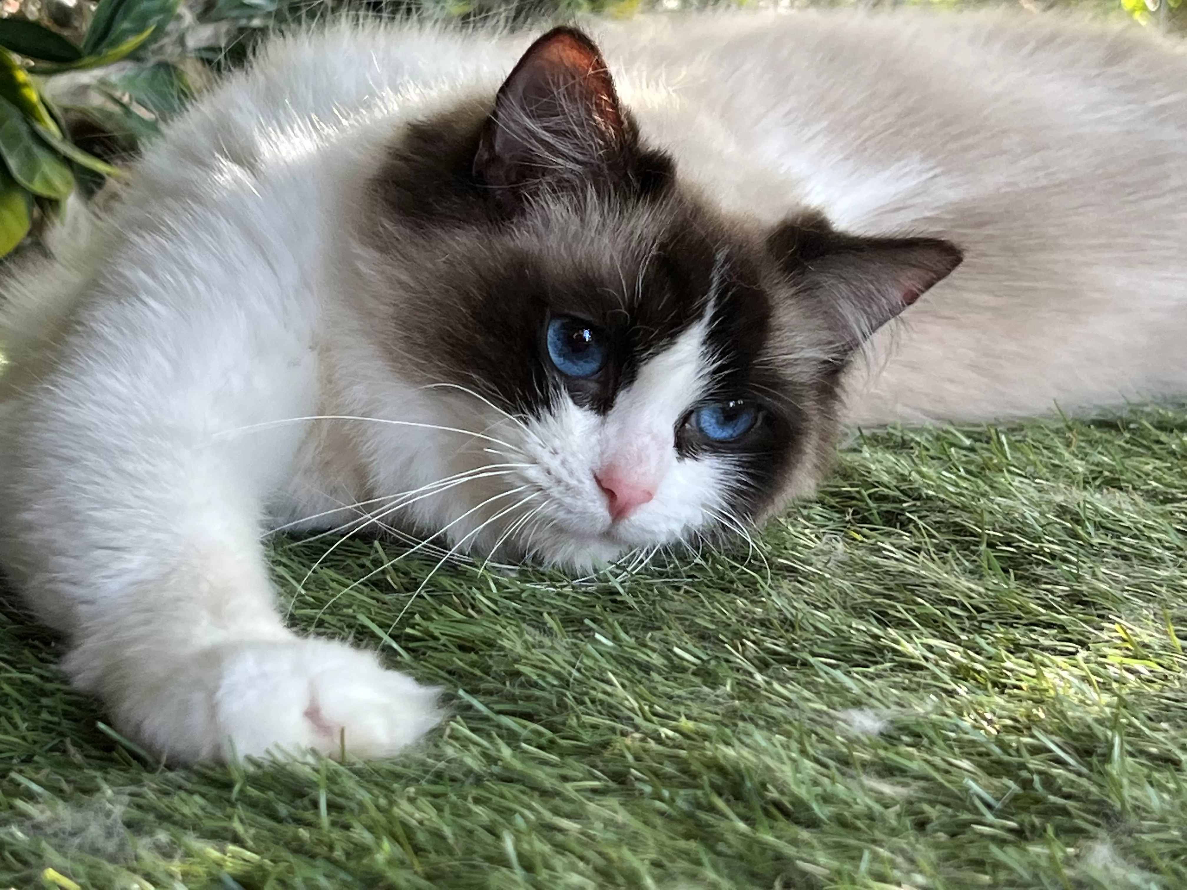 queens gallery image