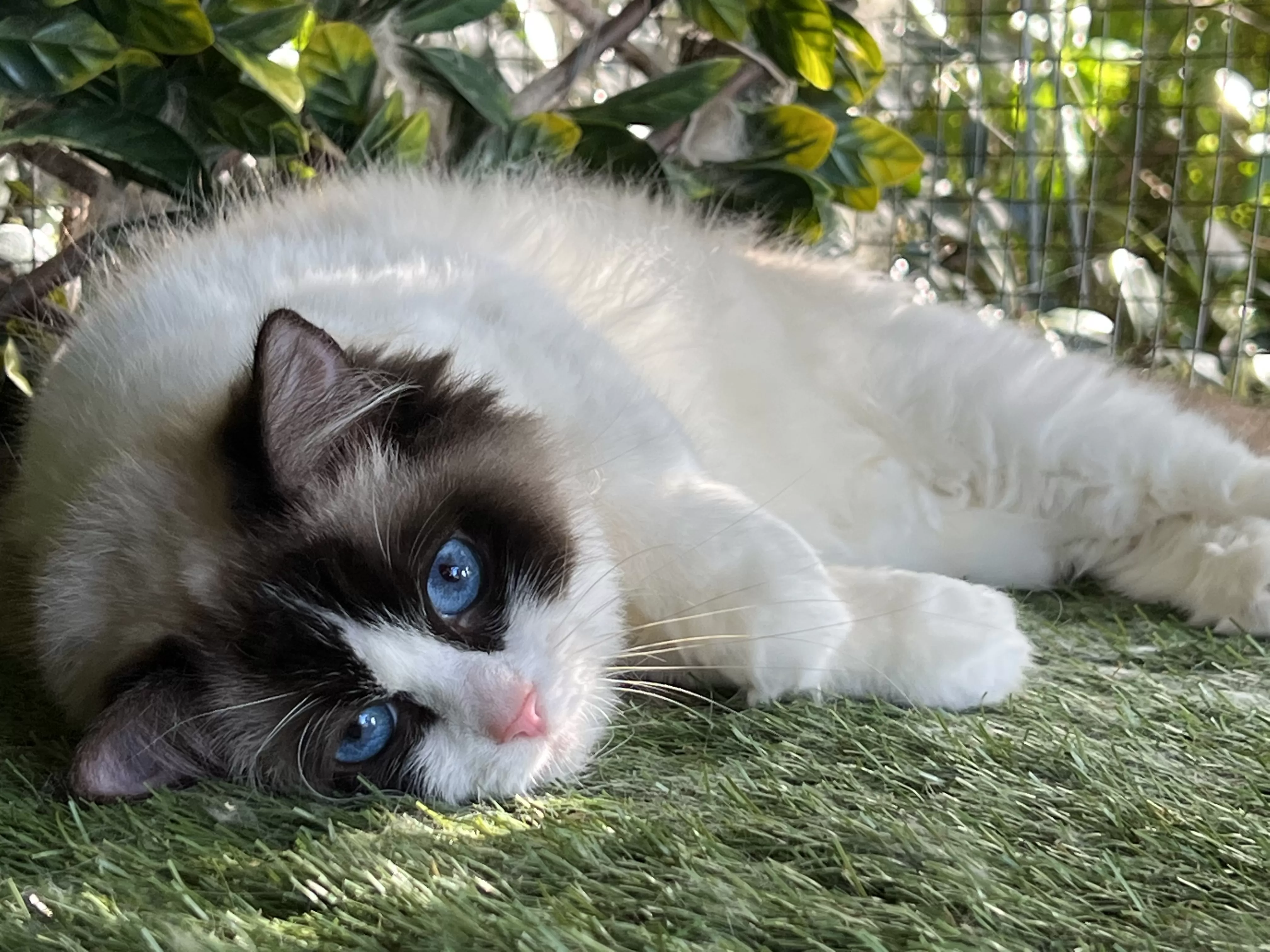 queens gallery image