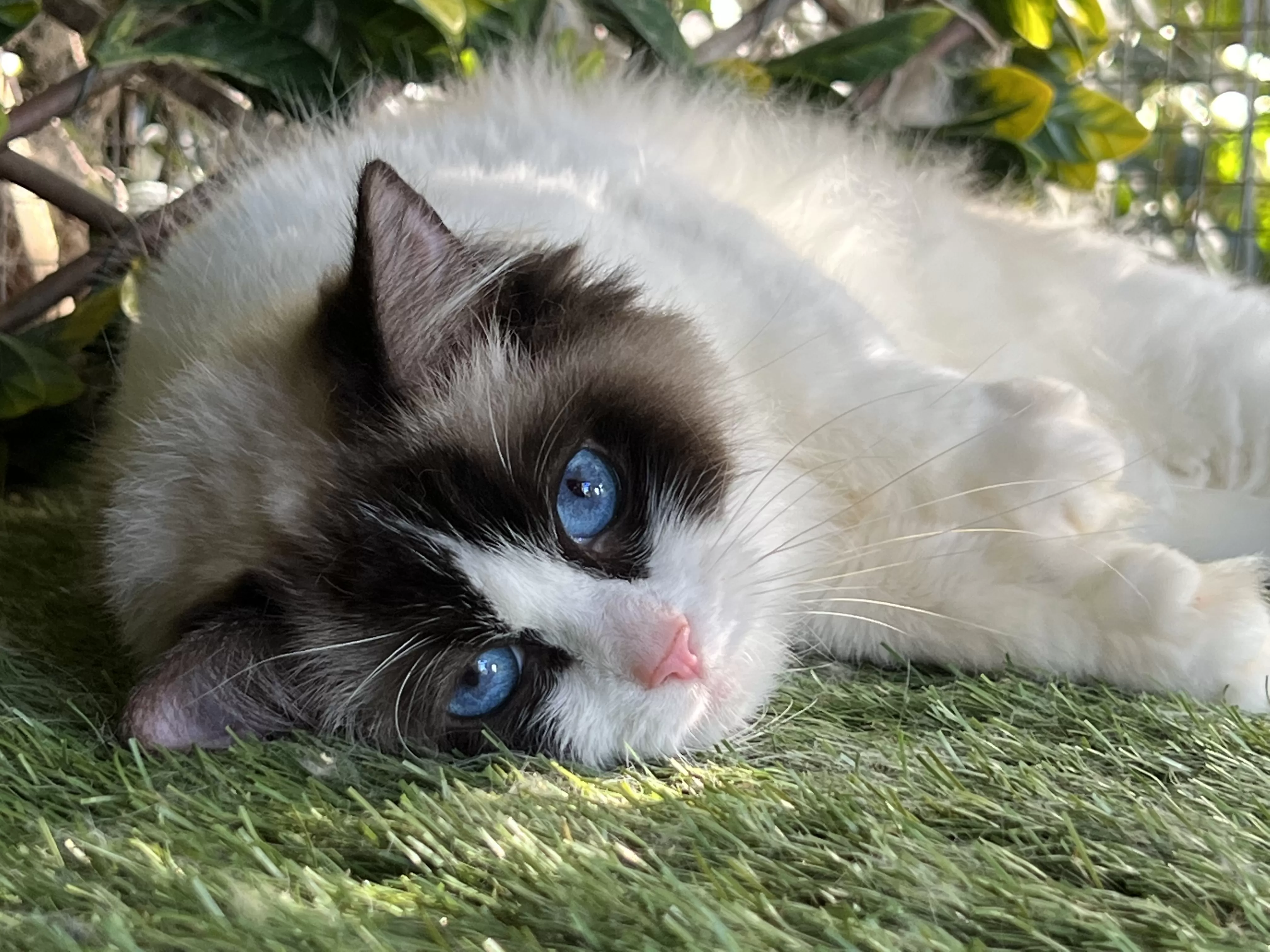 queens gallery image