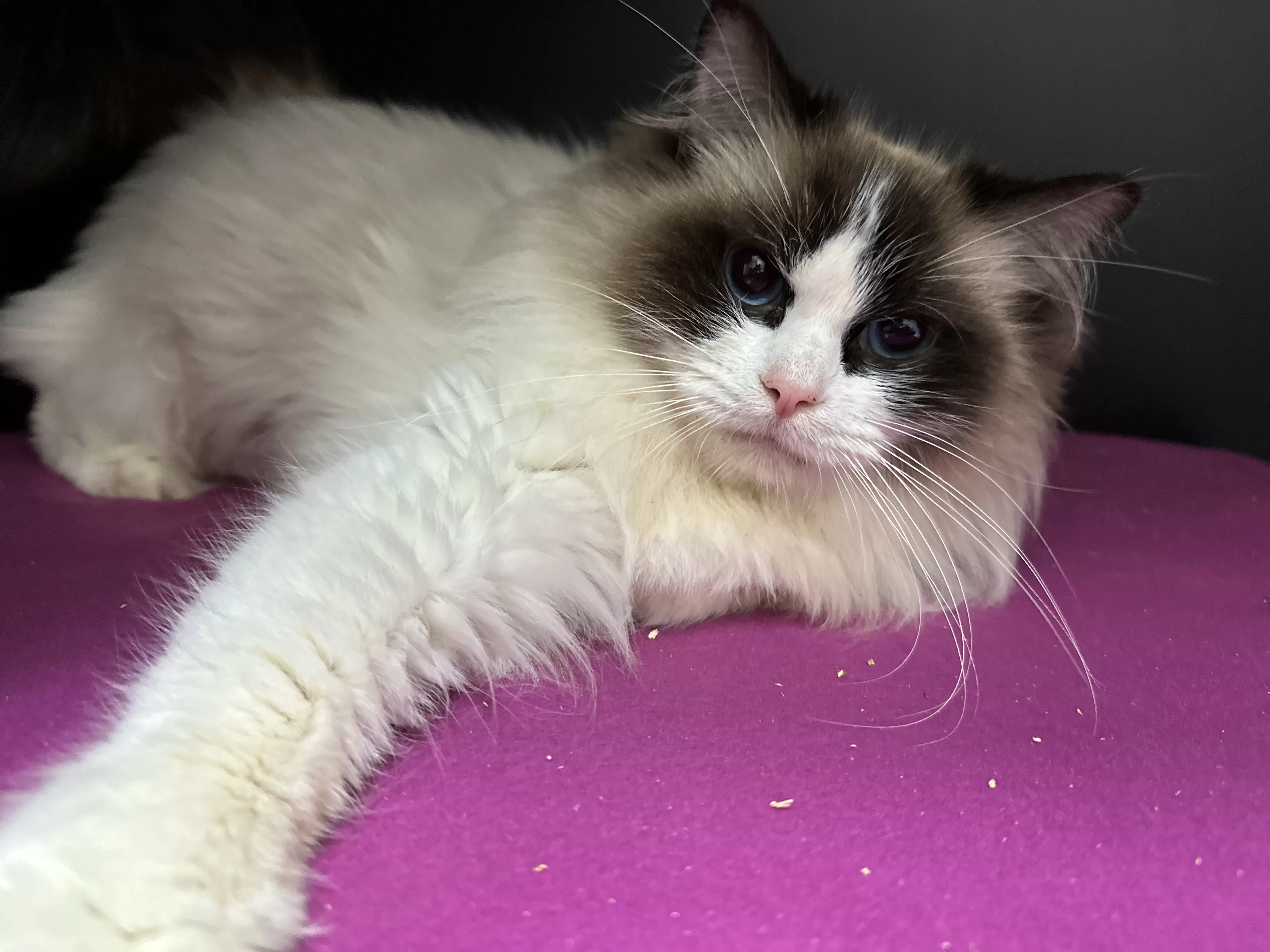 queens gallery image