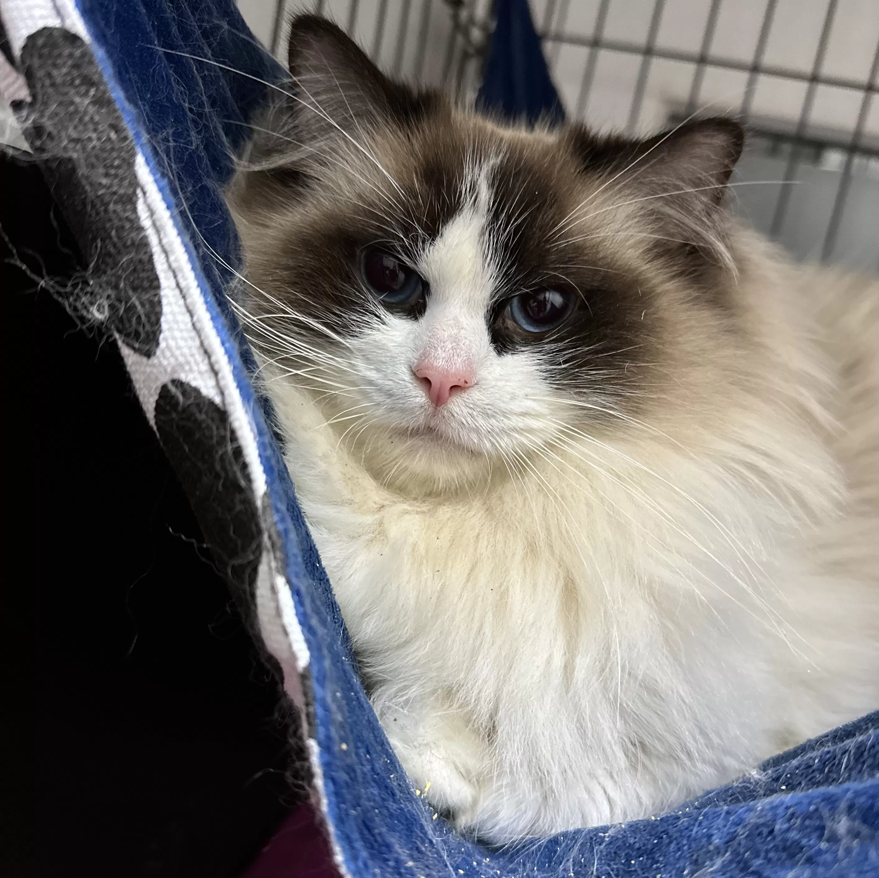 queens gallery image