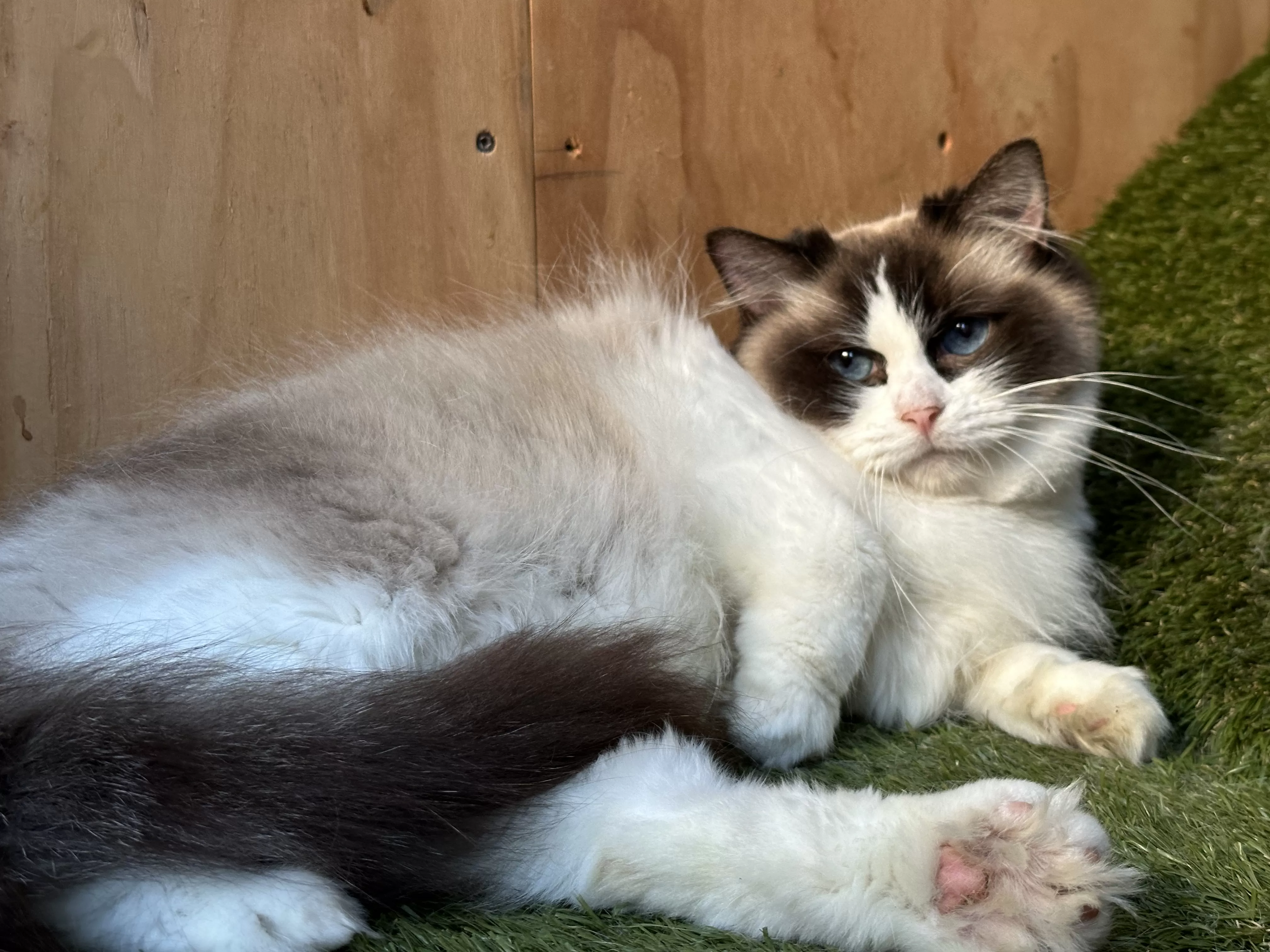 queens gallery image