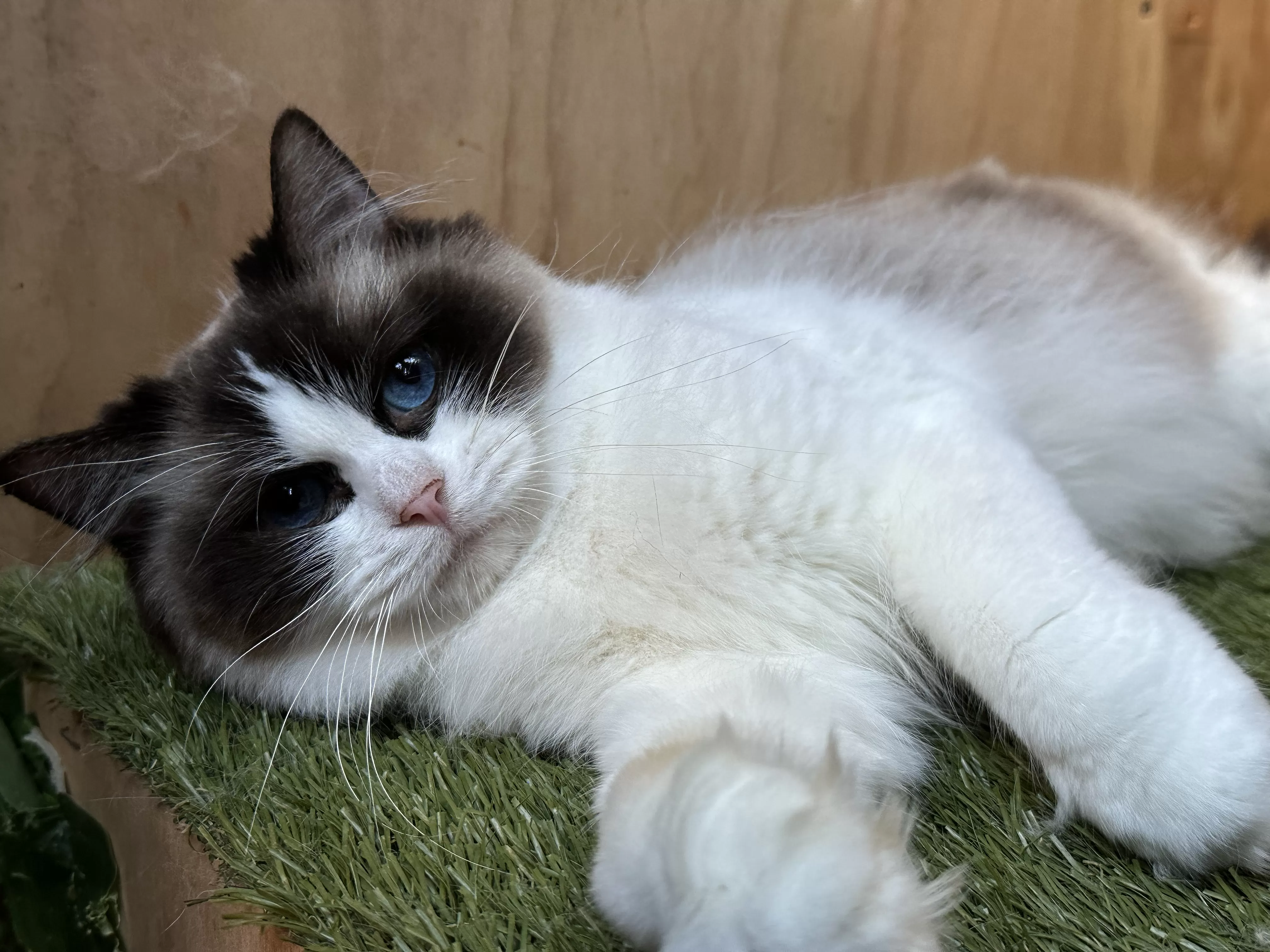 queens gallery image