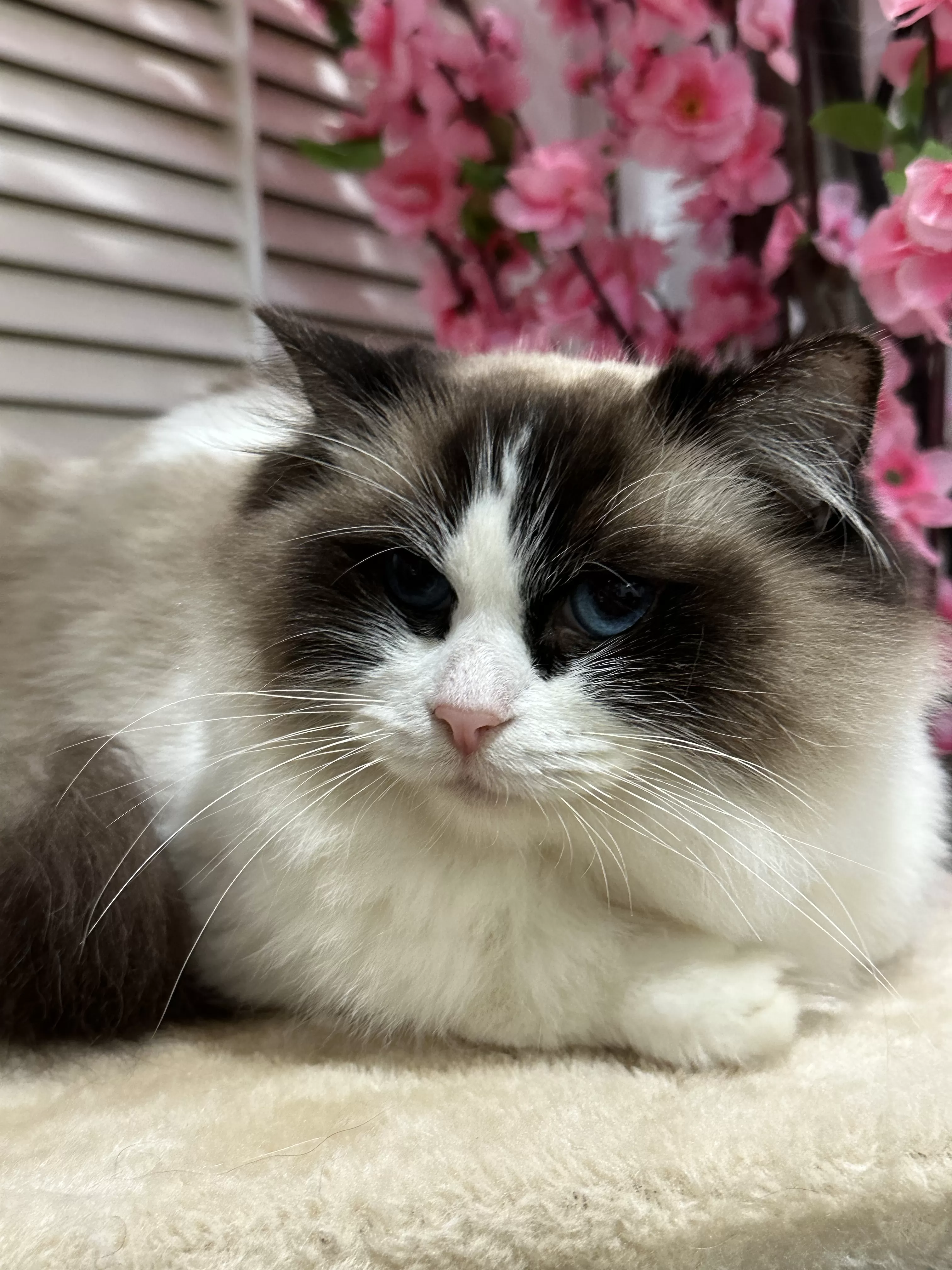 queens gallery image