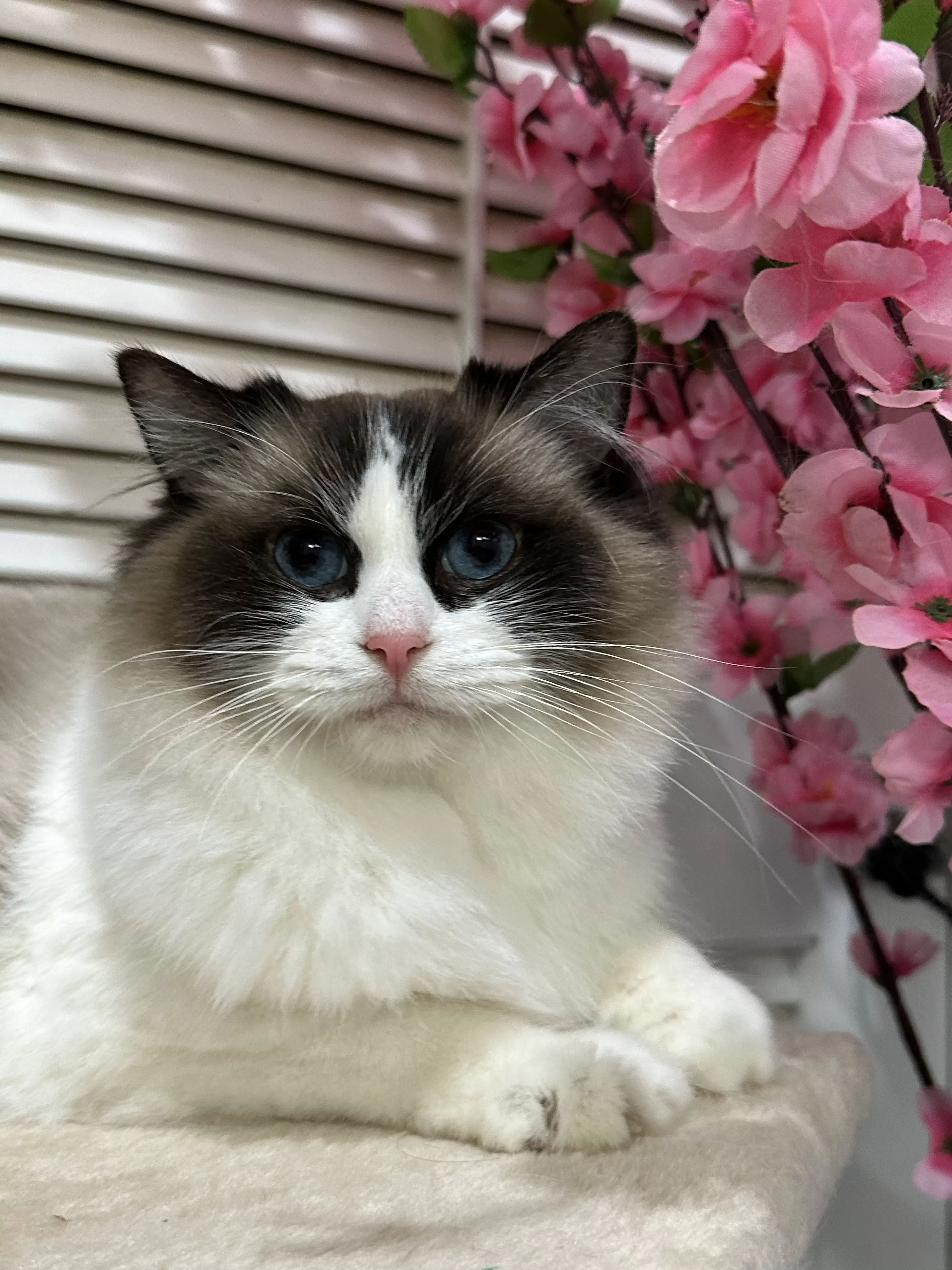 queens gallery image