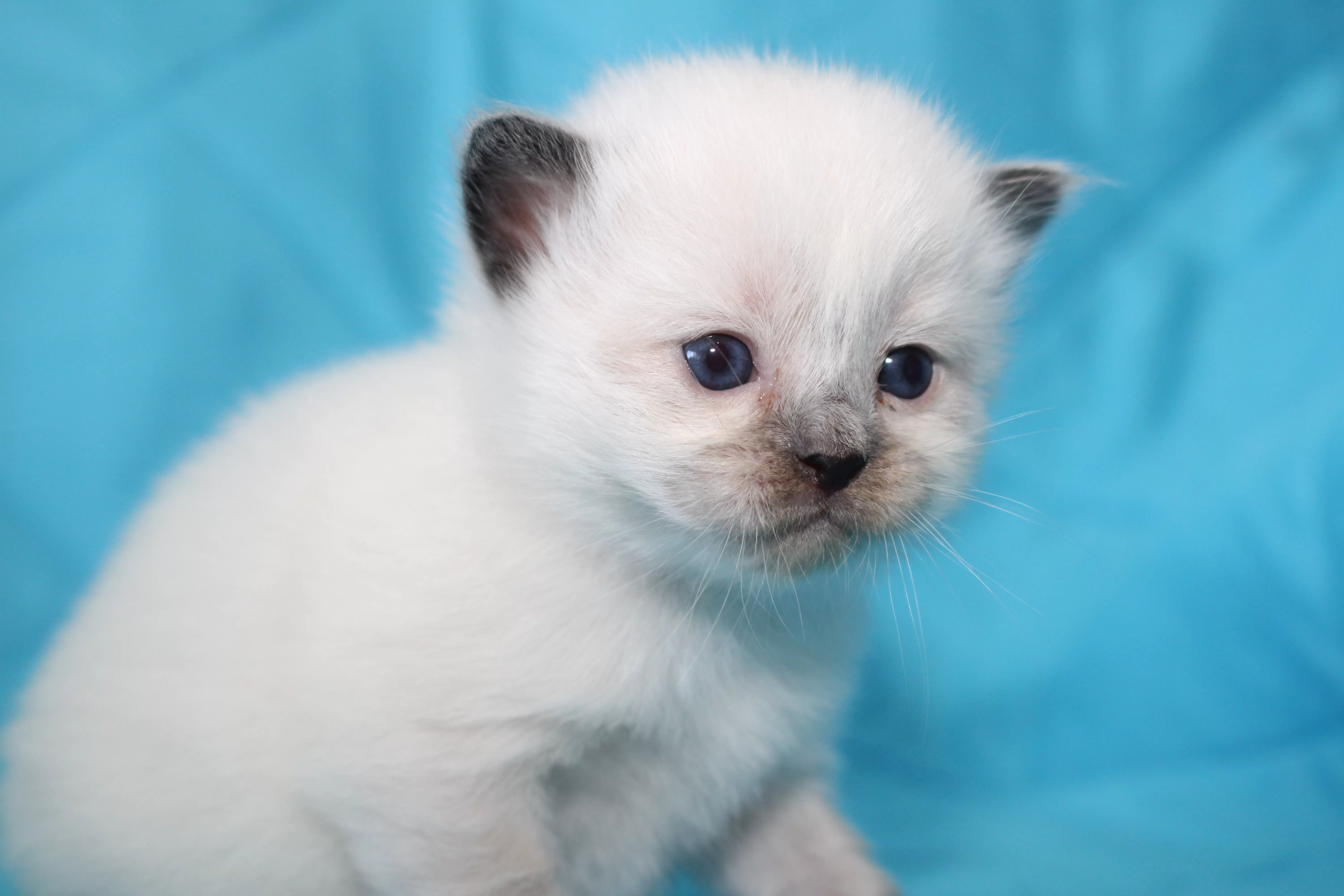 queens gallery image