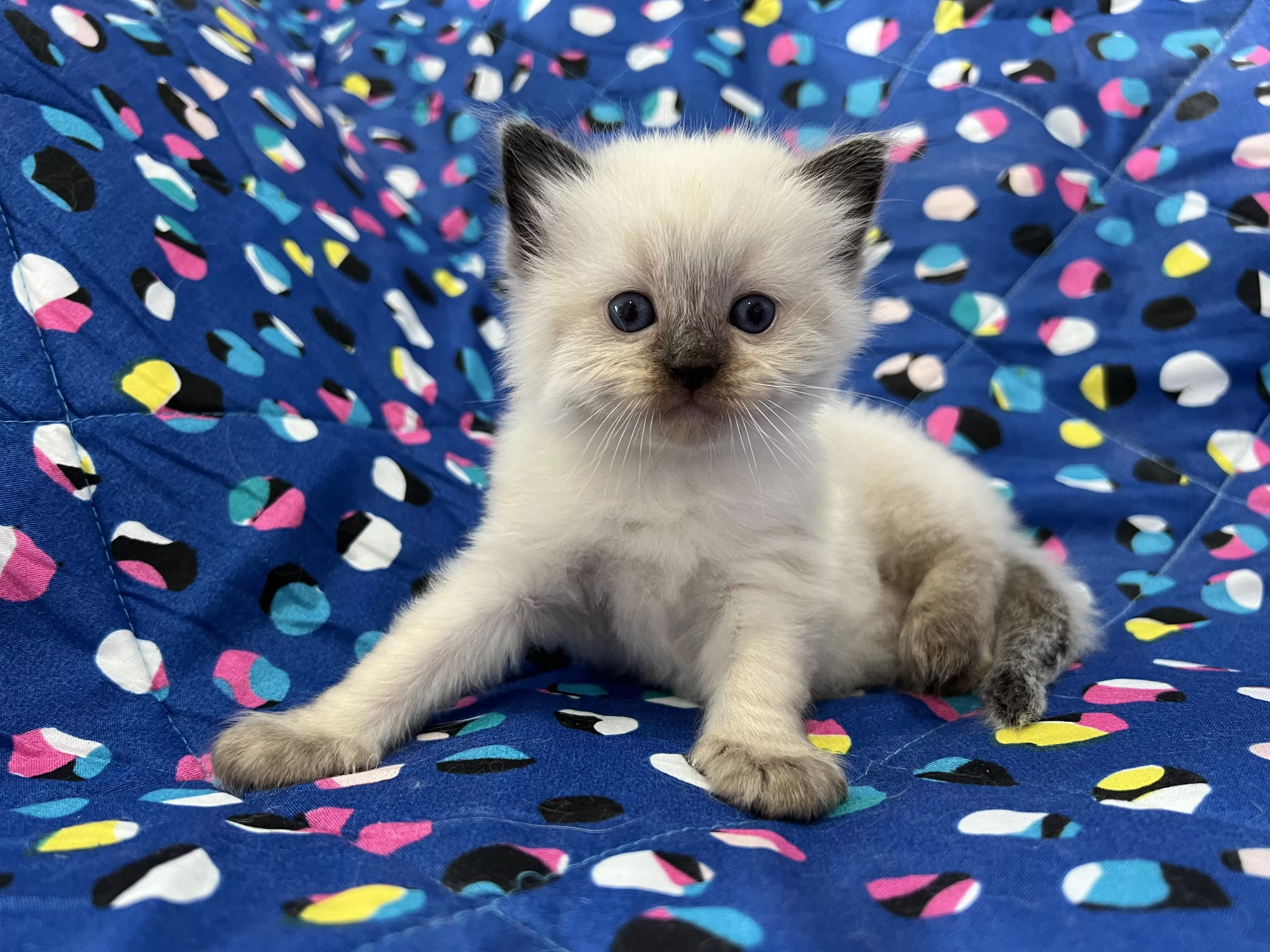 queens gallery image