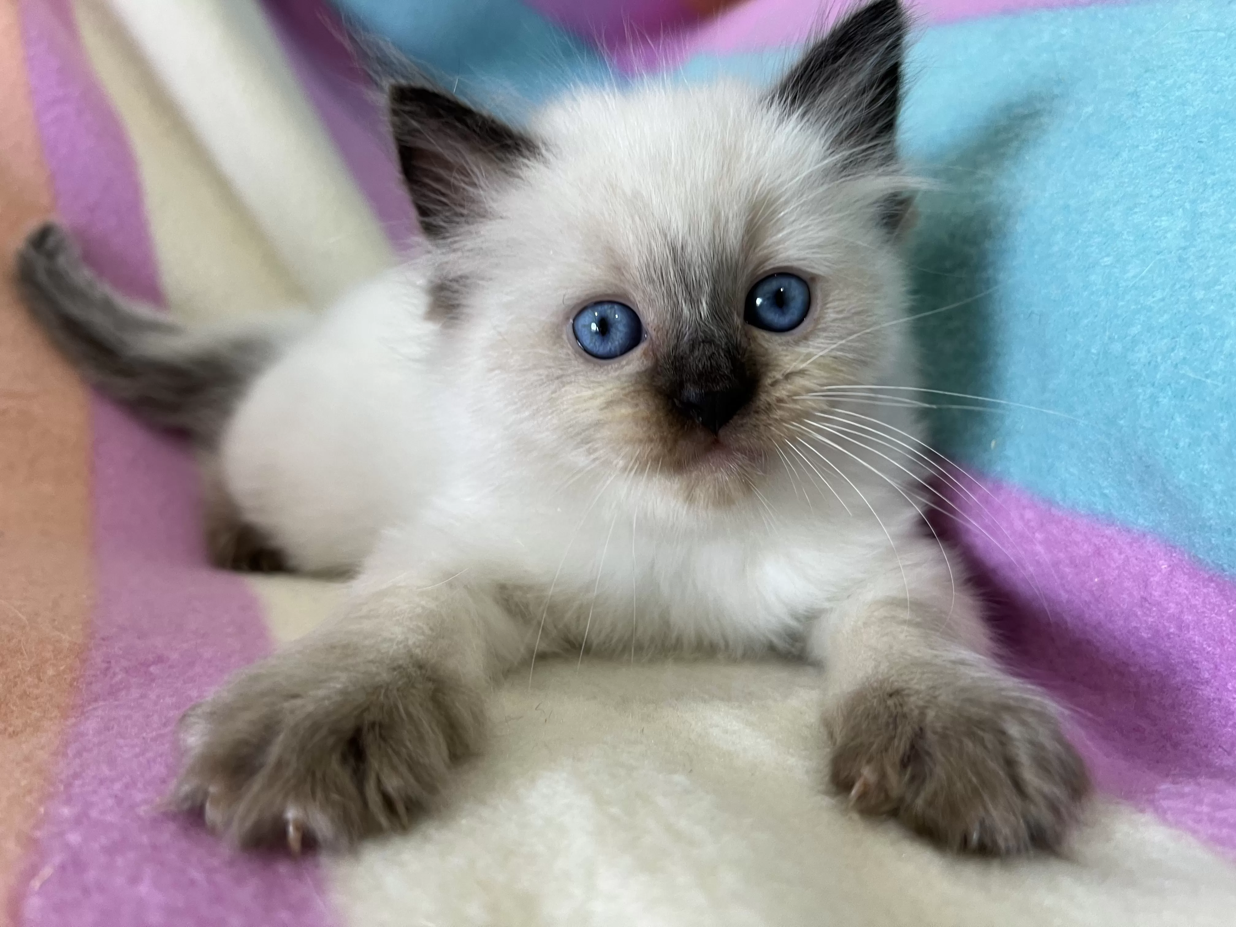 queens gallery image