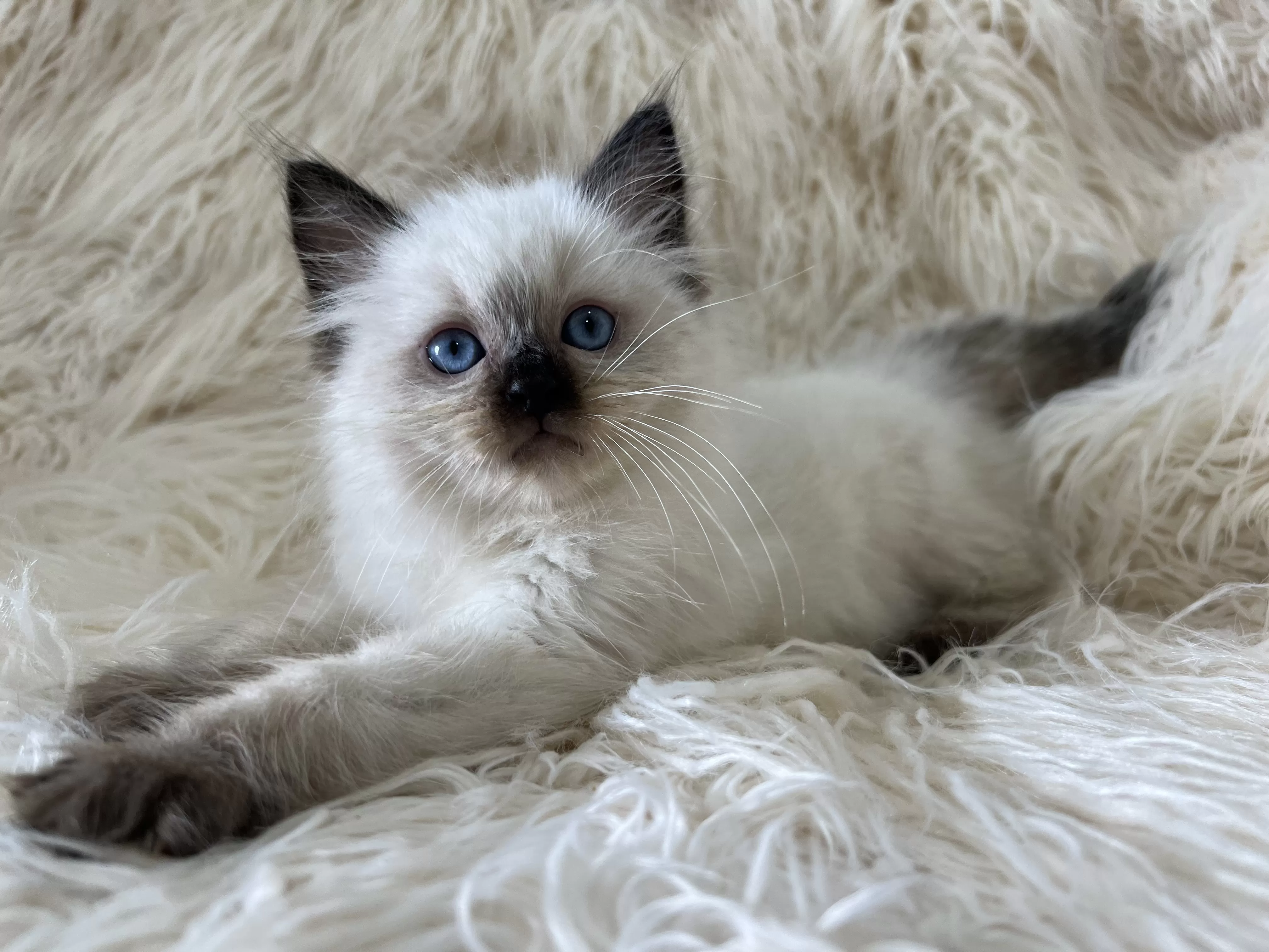 queens gallery image