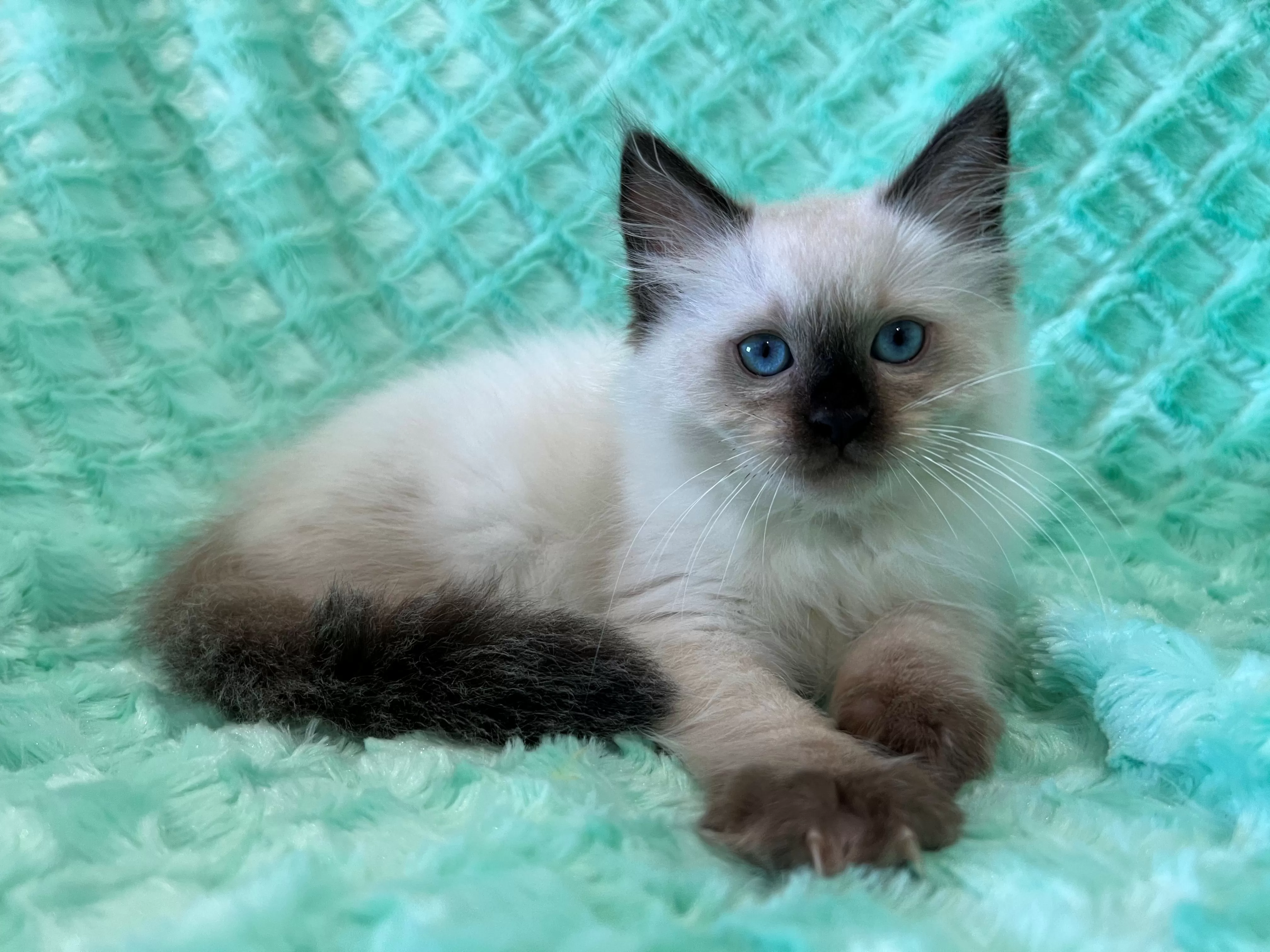 queens gallery image