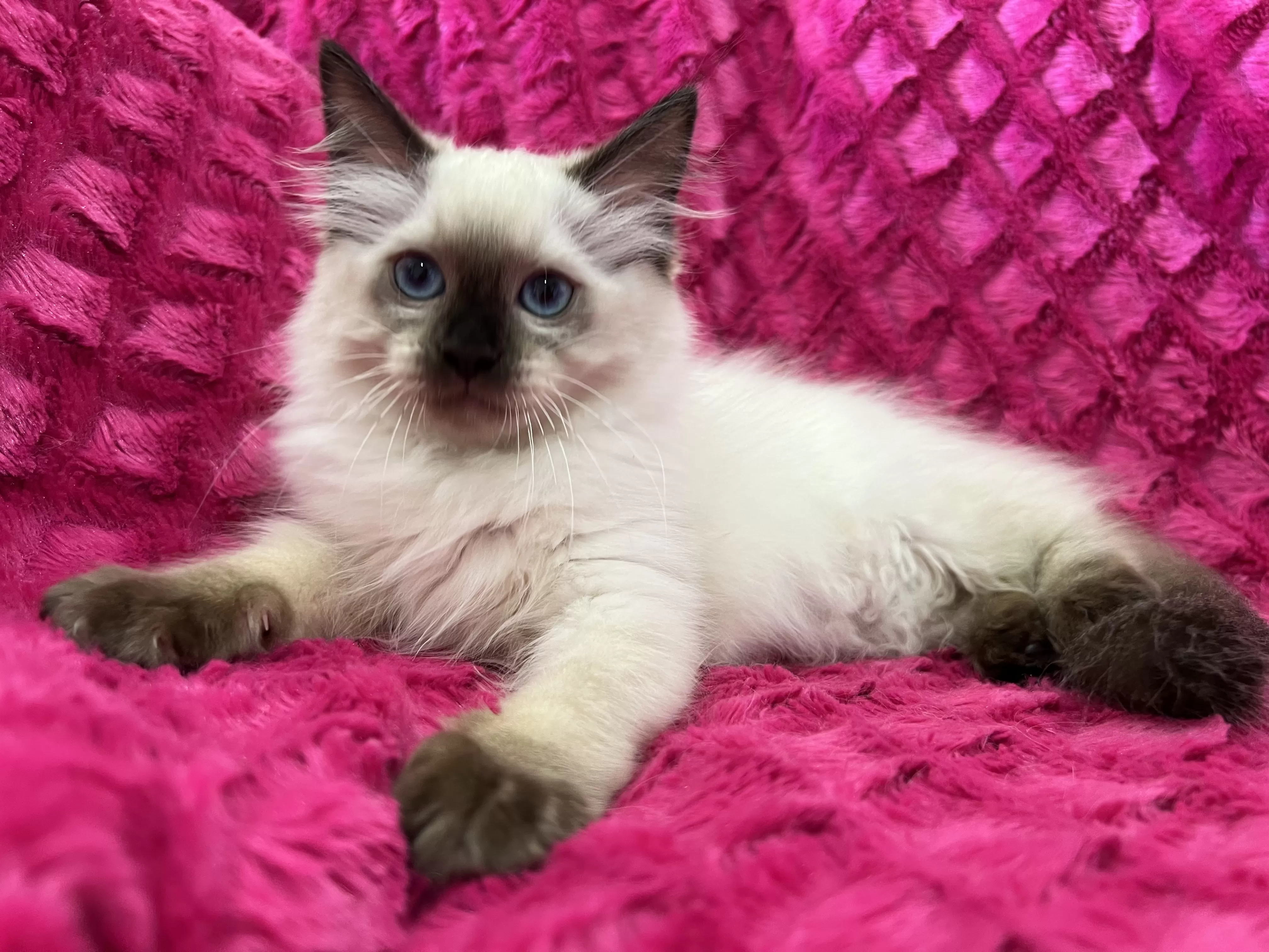 queens gallery image