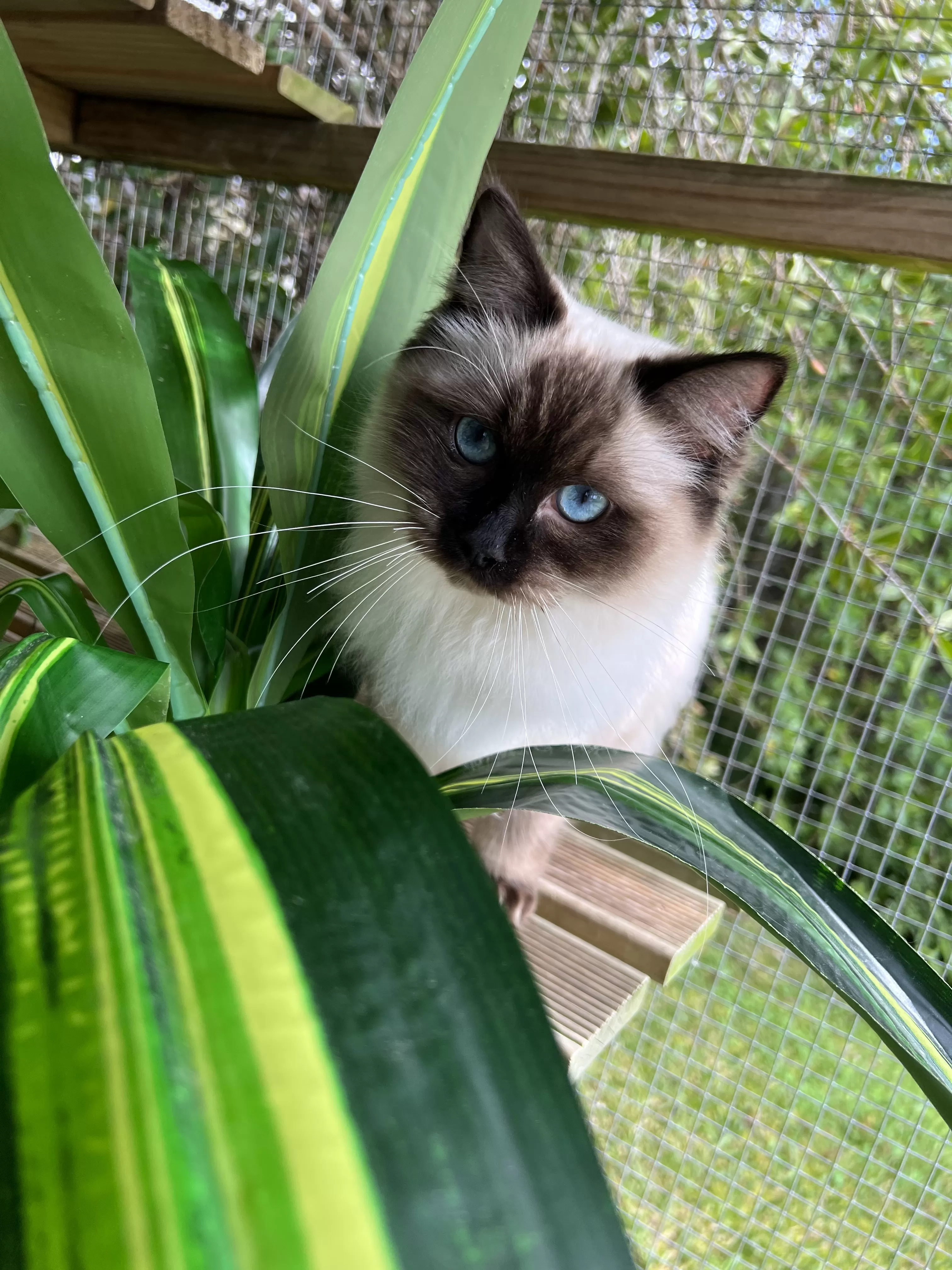 queens gallery image