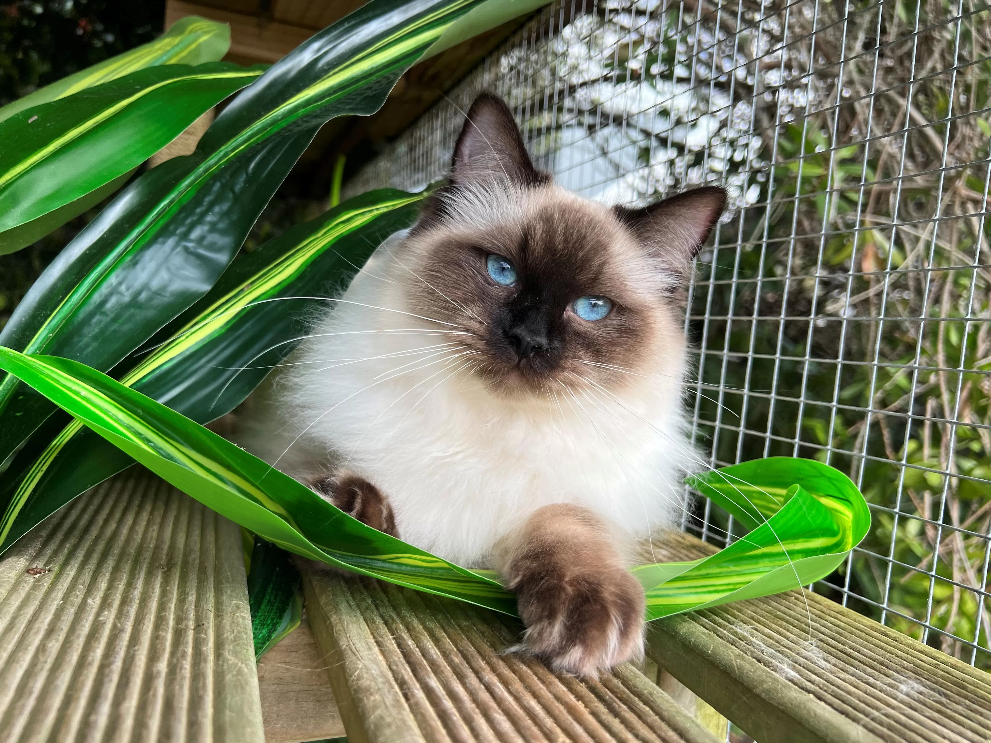 queens gallery image