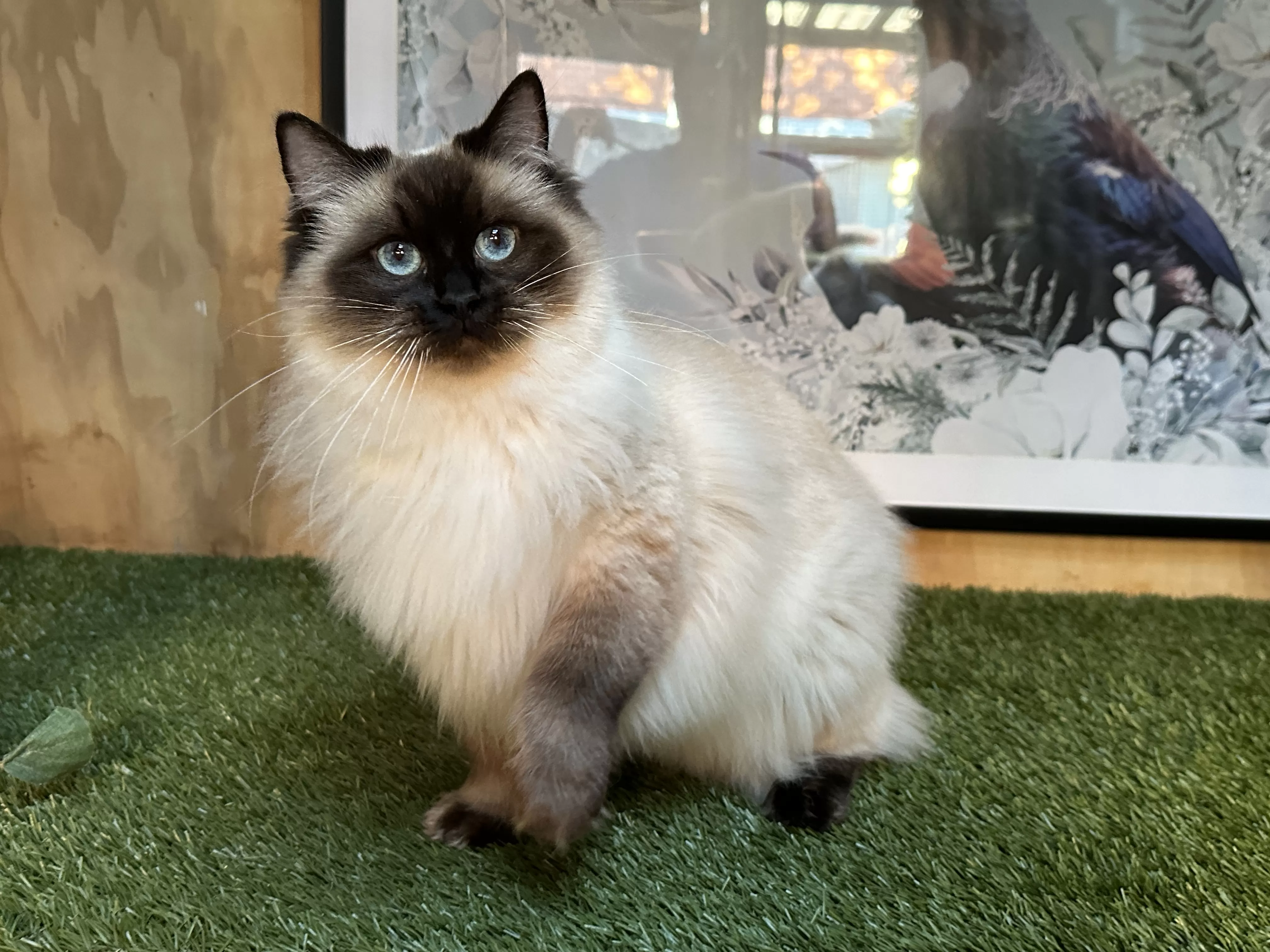 queens gallery image