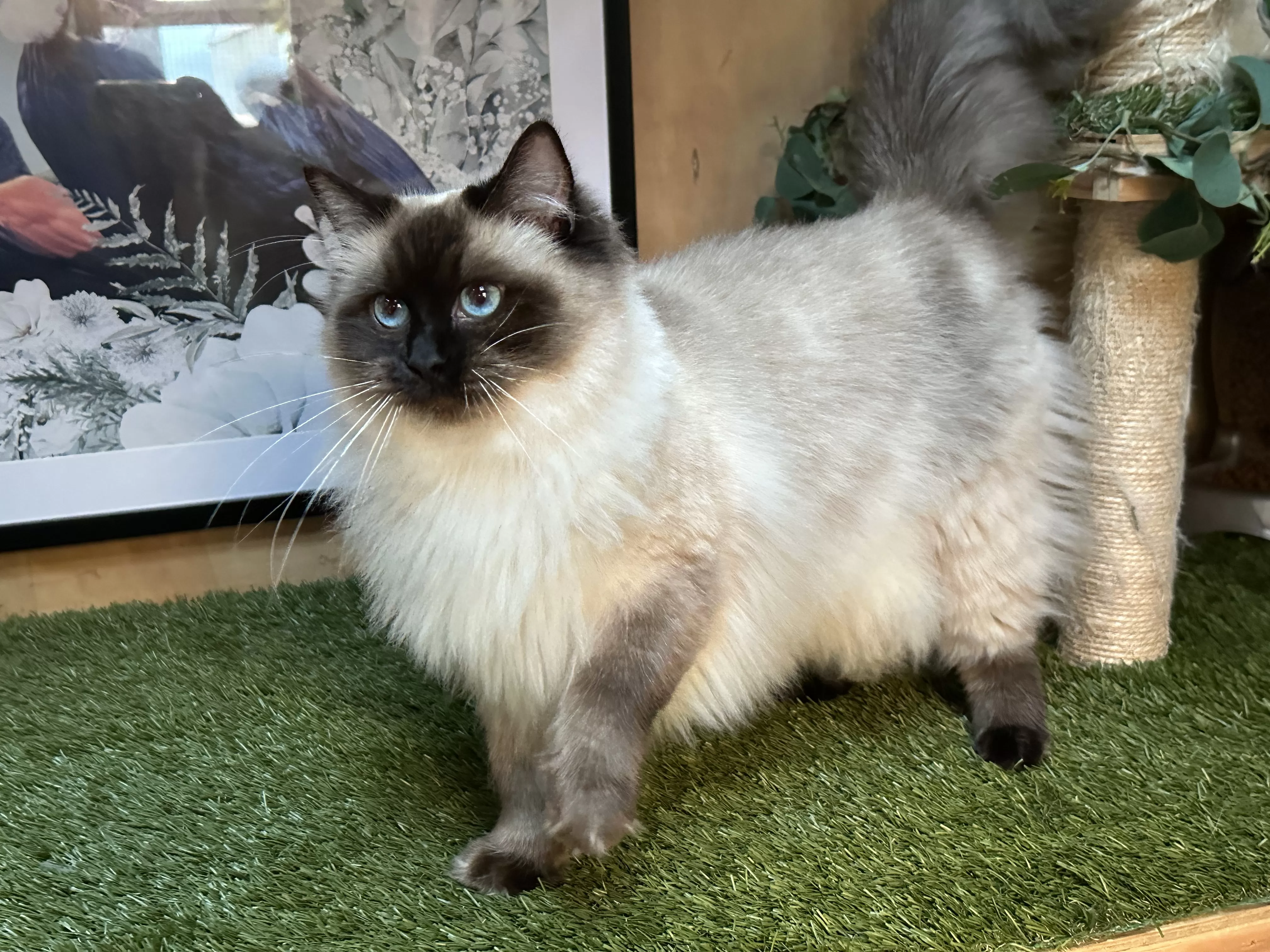 queens gallery image