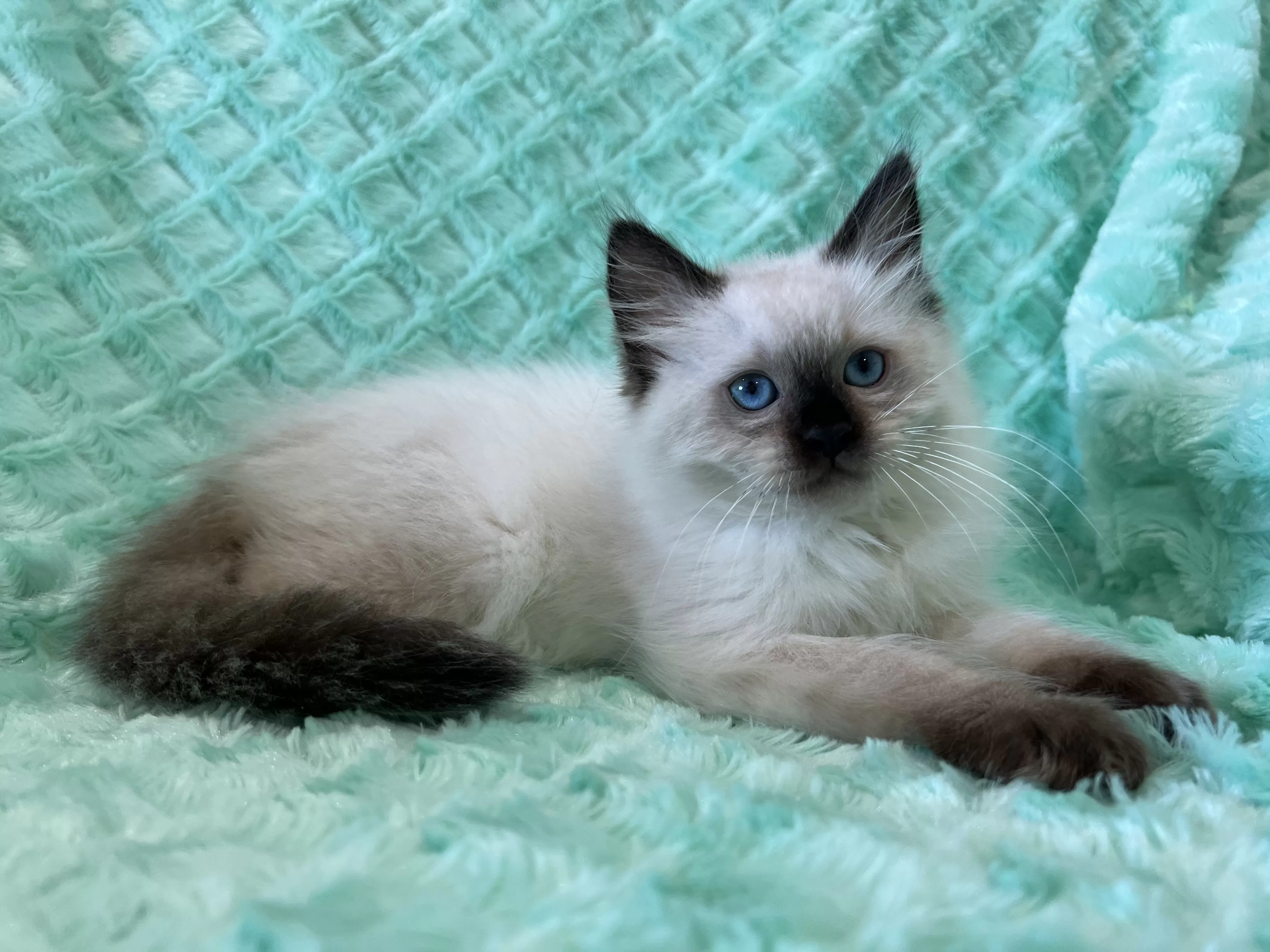 queens gallery image