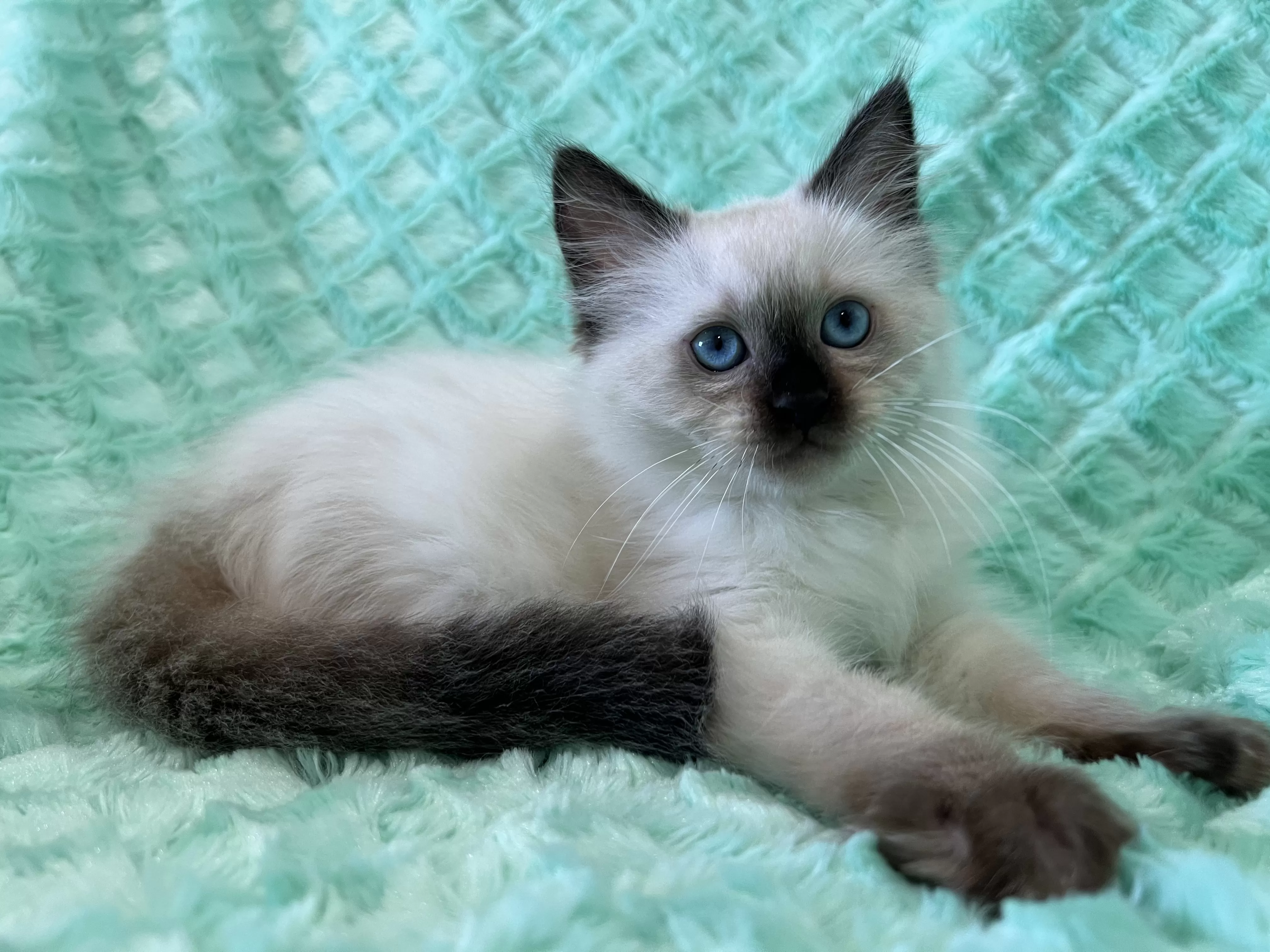 queens gallery image