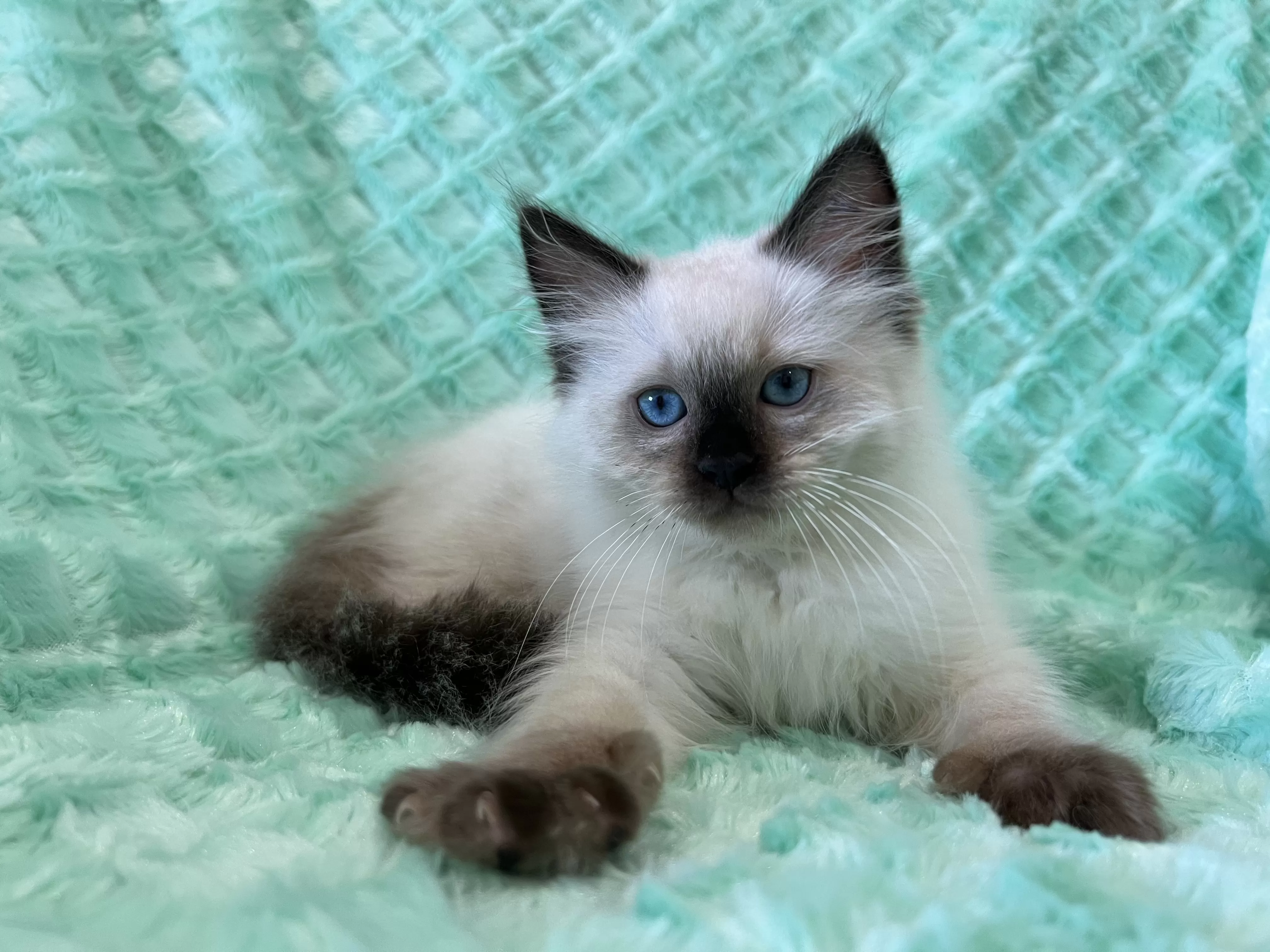 queens gallery image