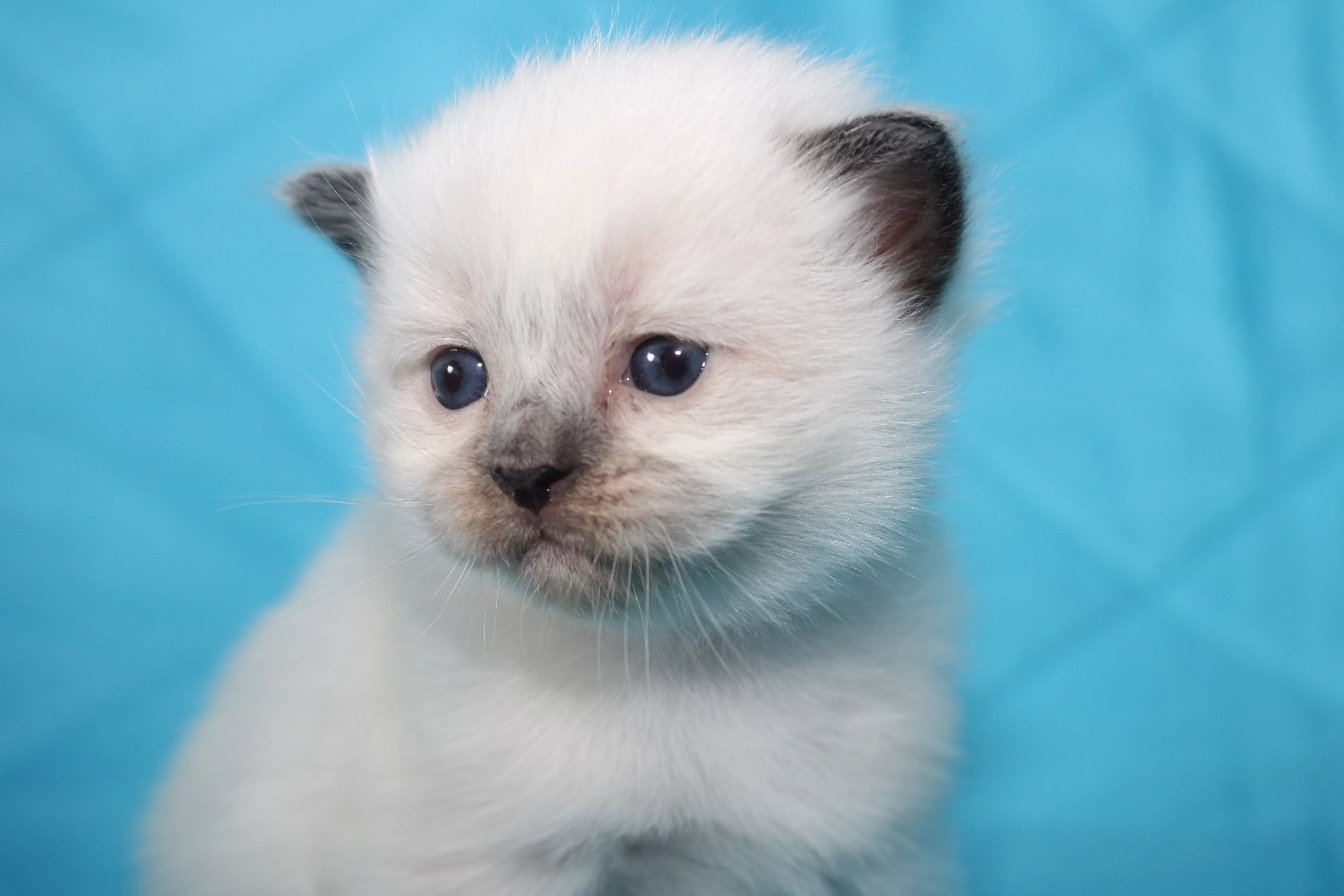 queens gallery image