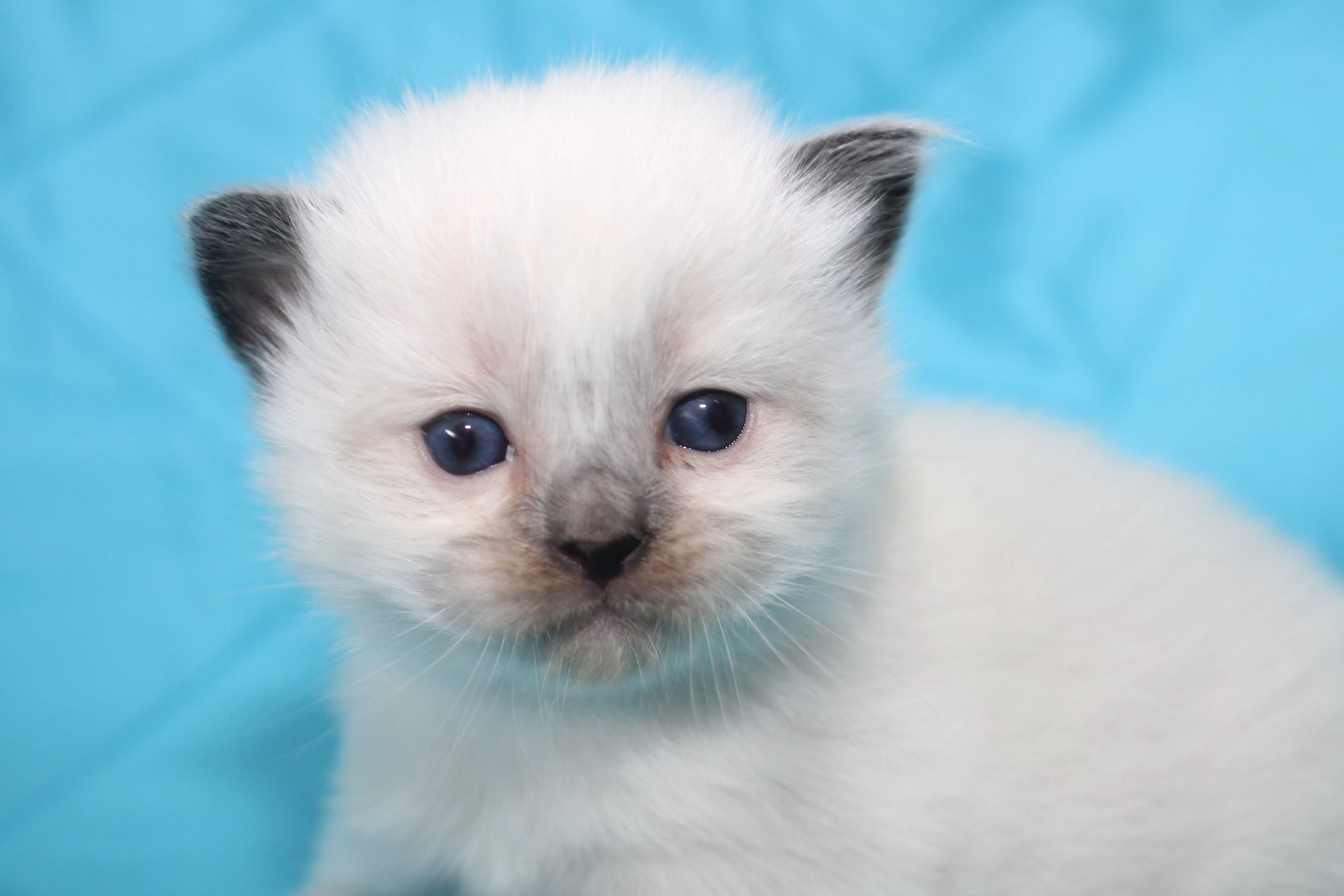 queens gallery image