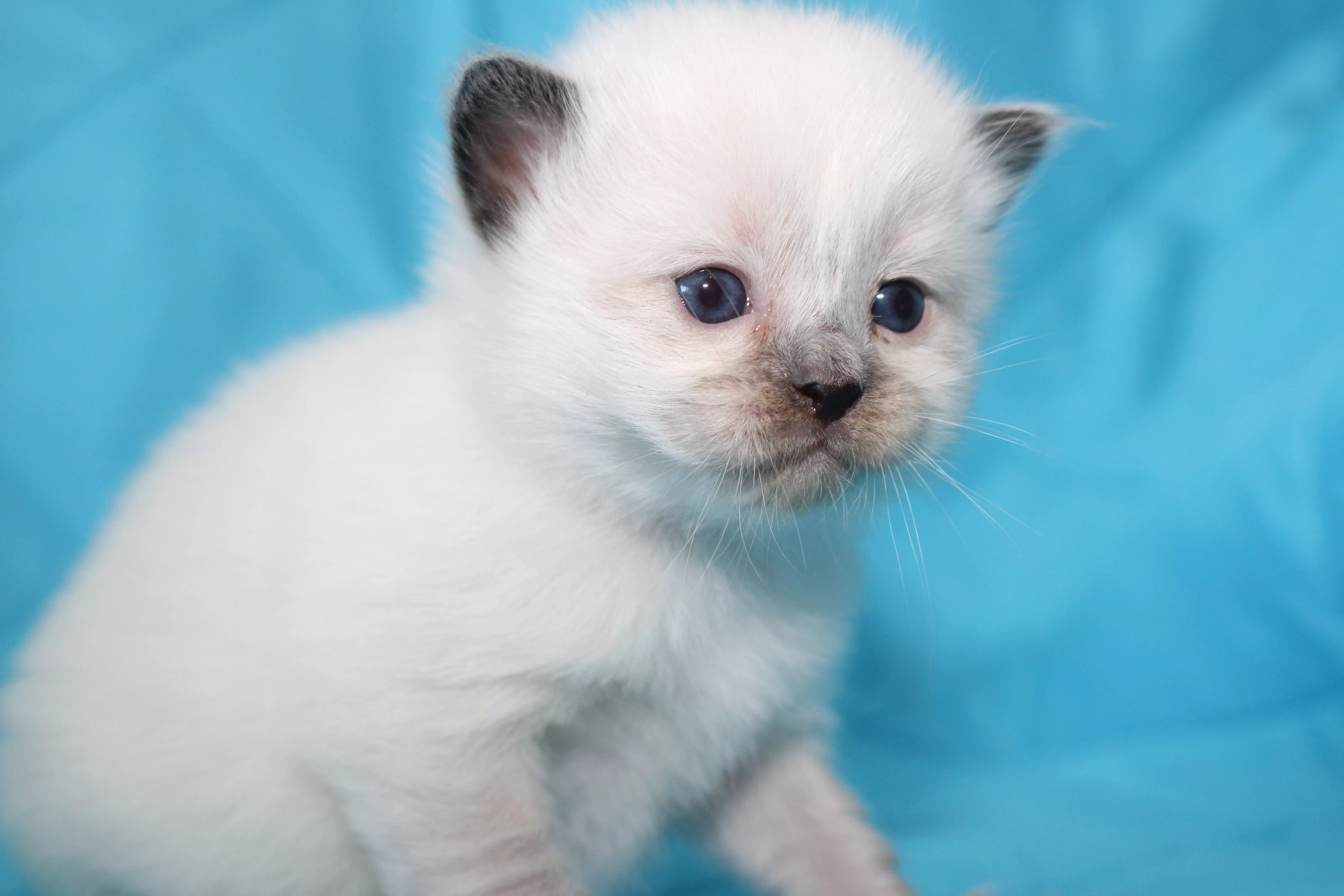 queens gallery image