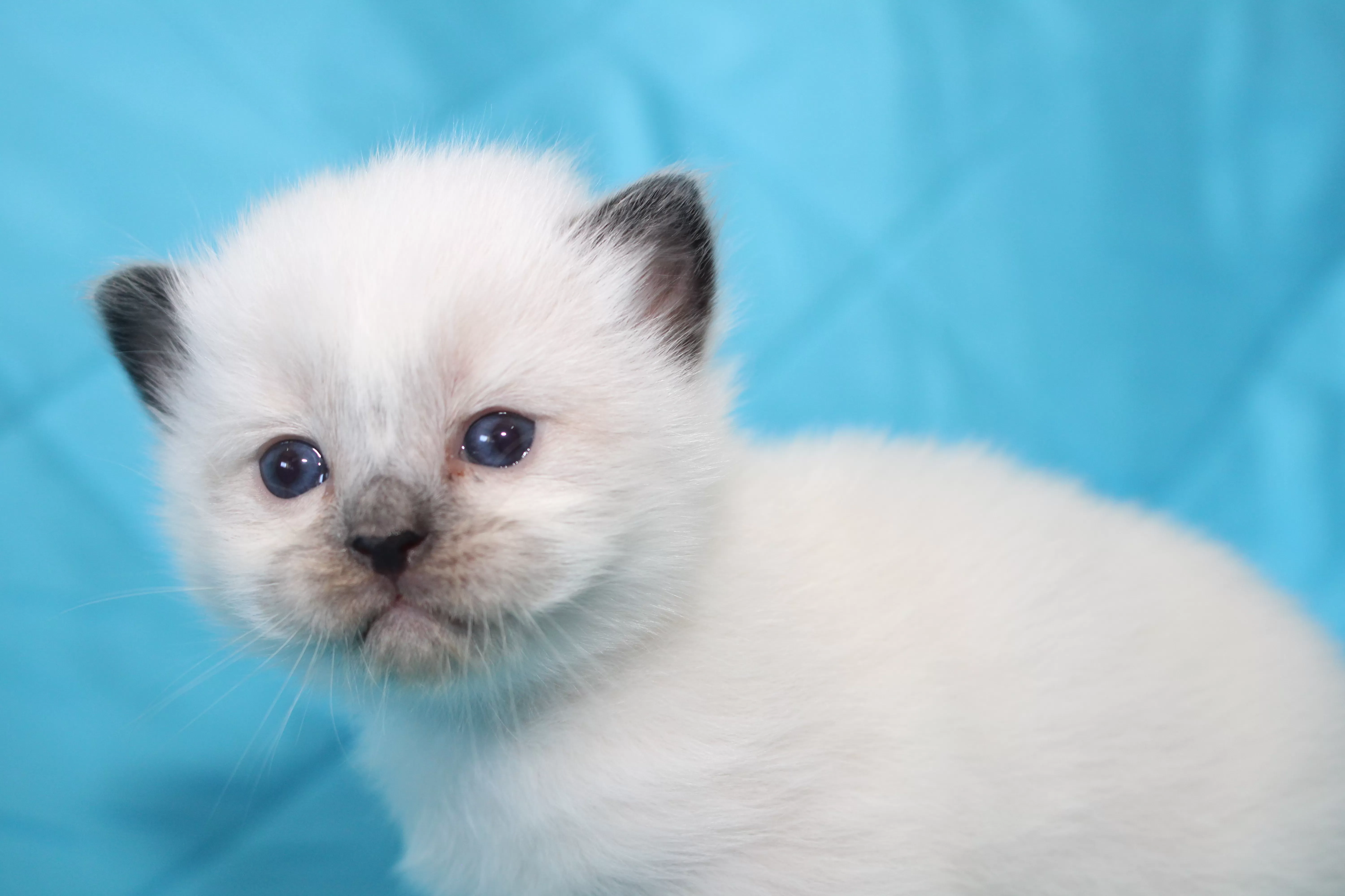 queens gallery image