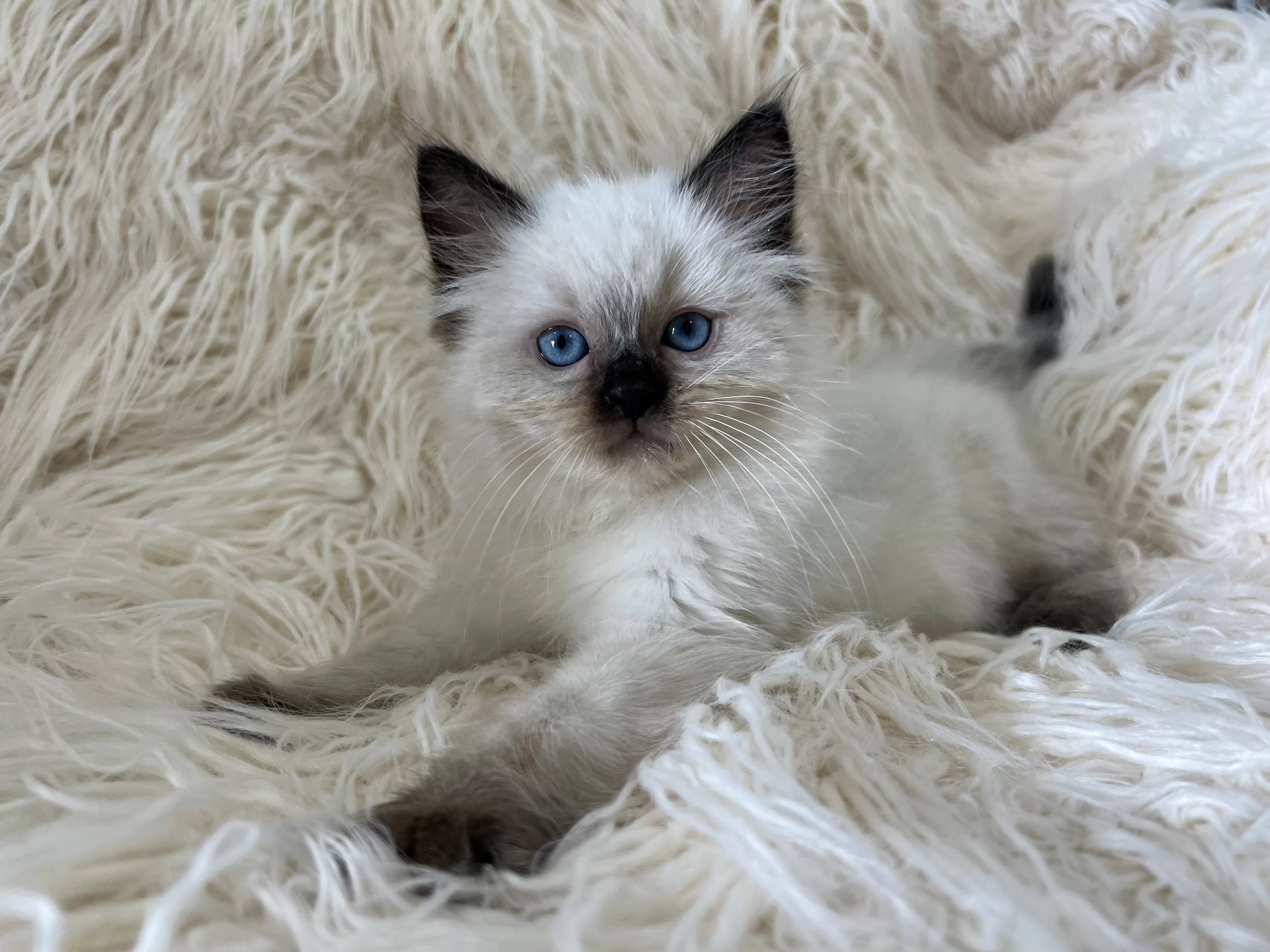 queens gallery image