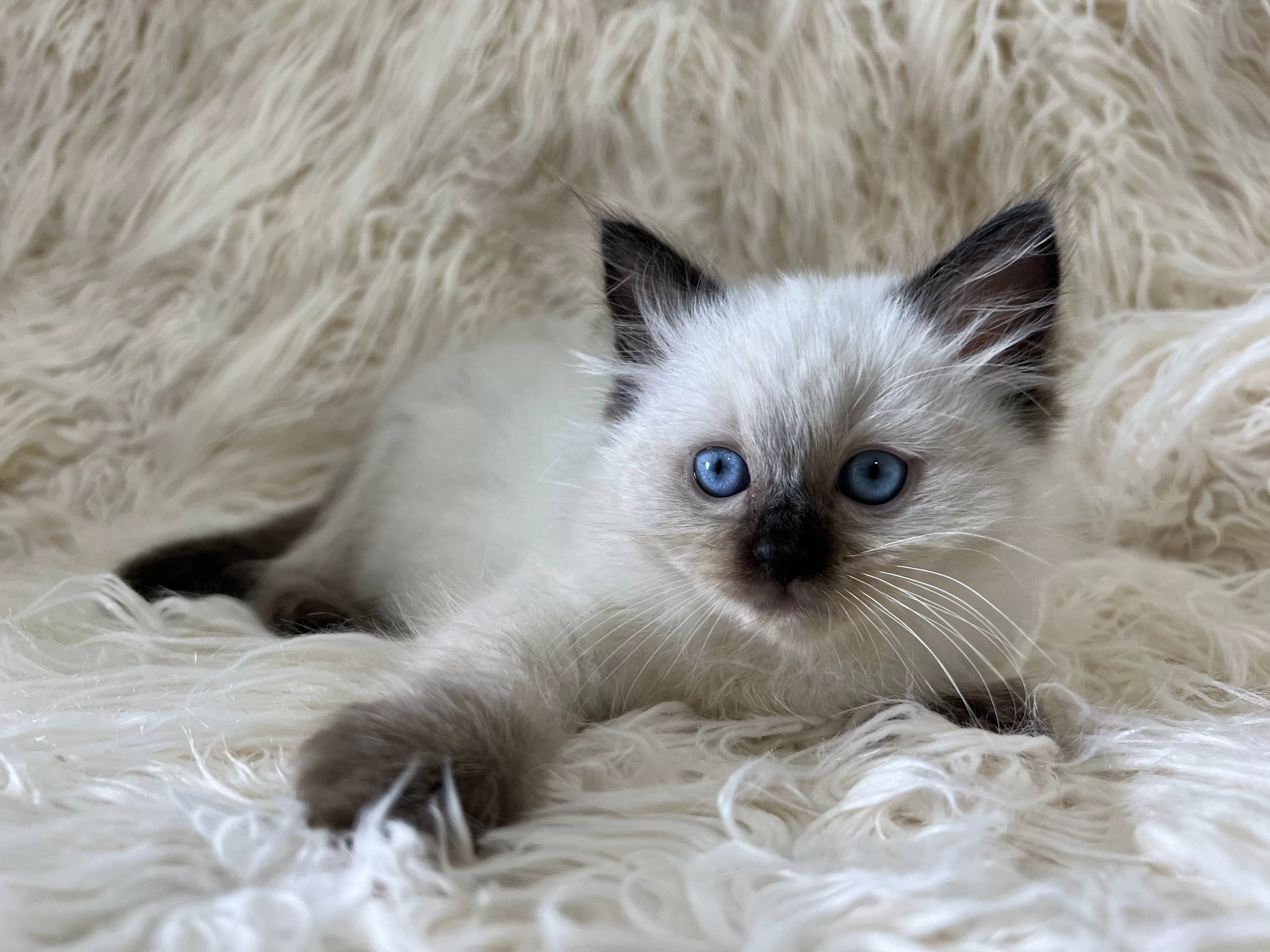 queens gallery image