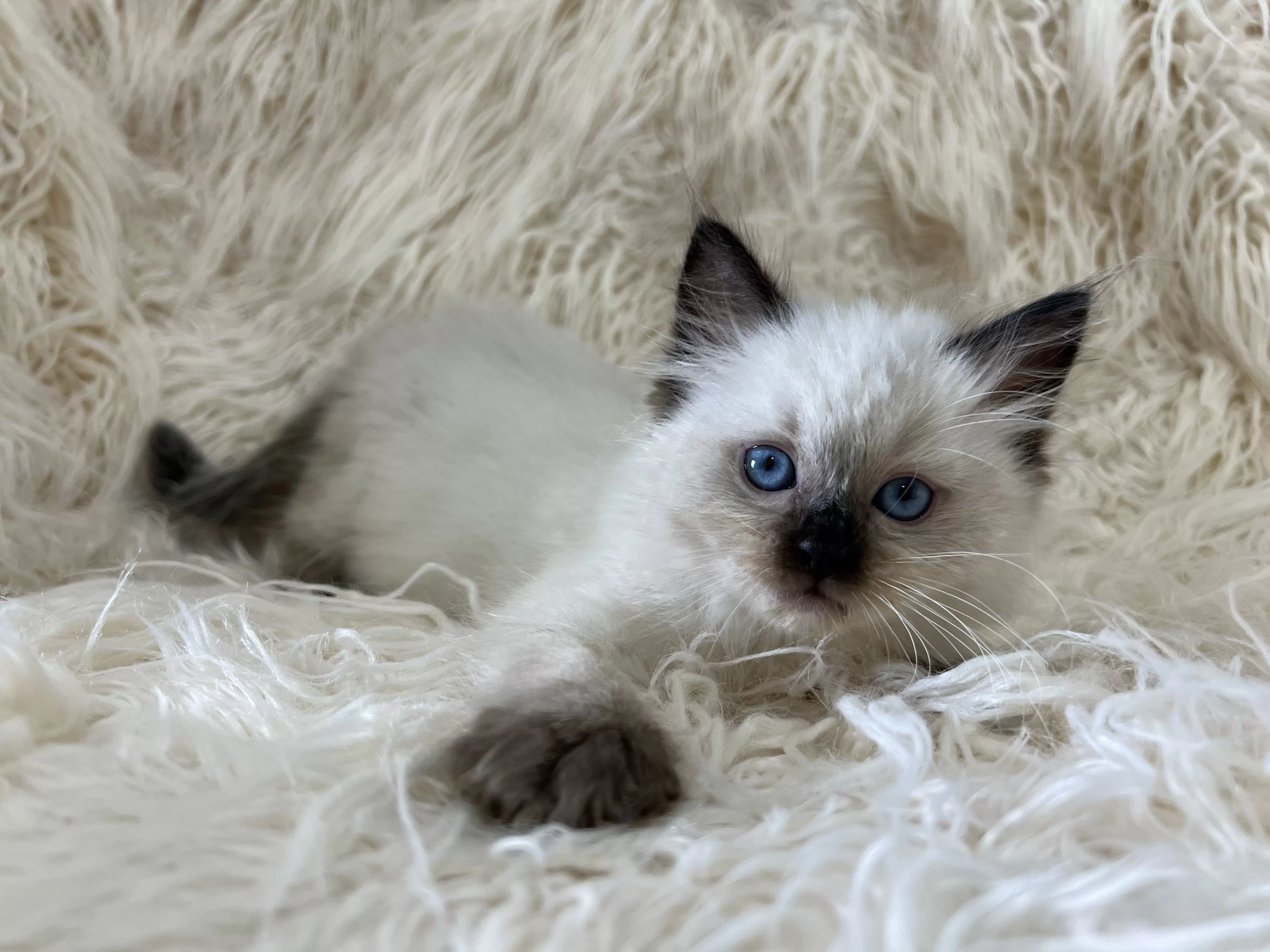 queens gallery image