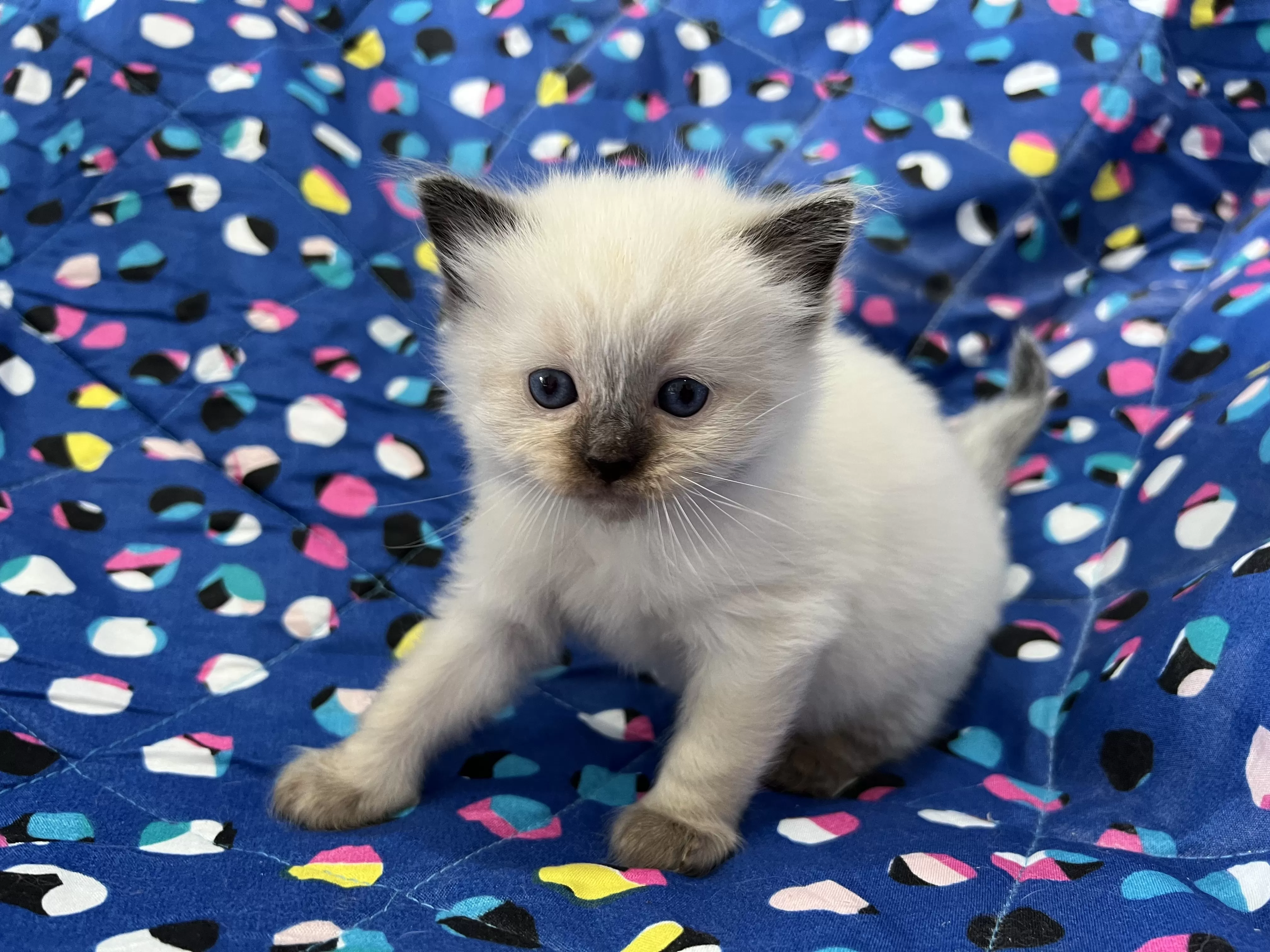 queens gallery image