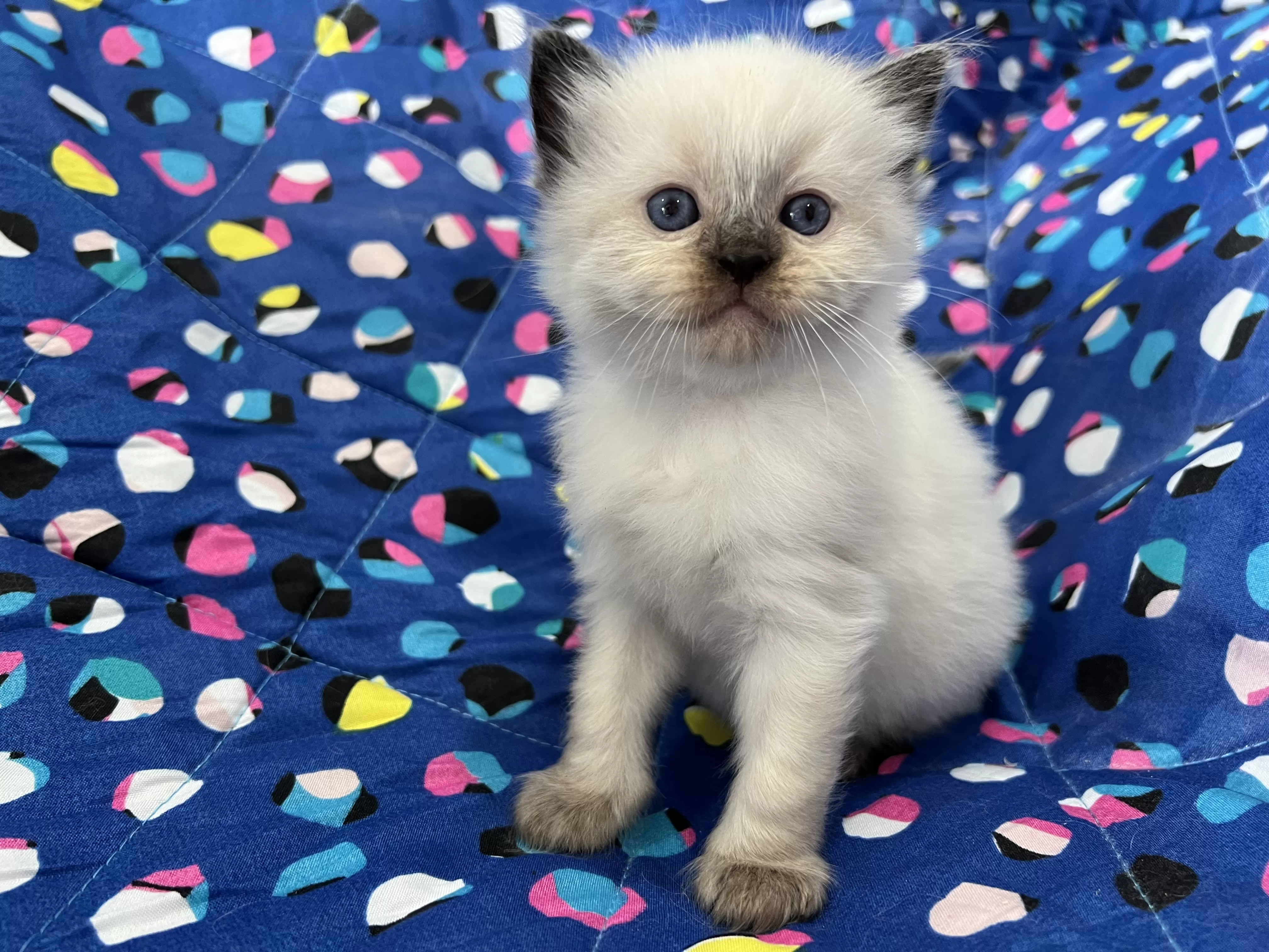 queens gallery image