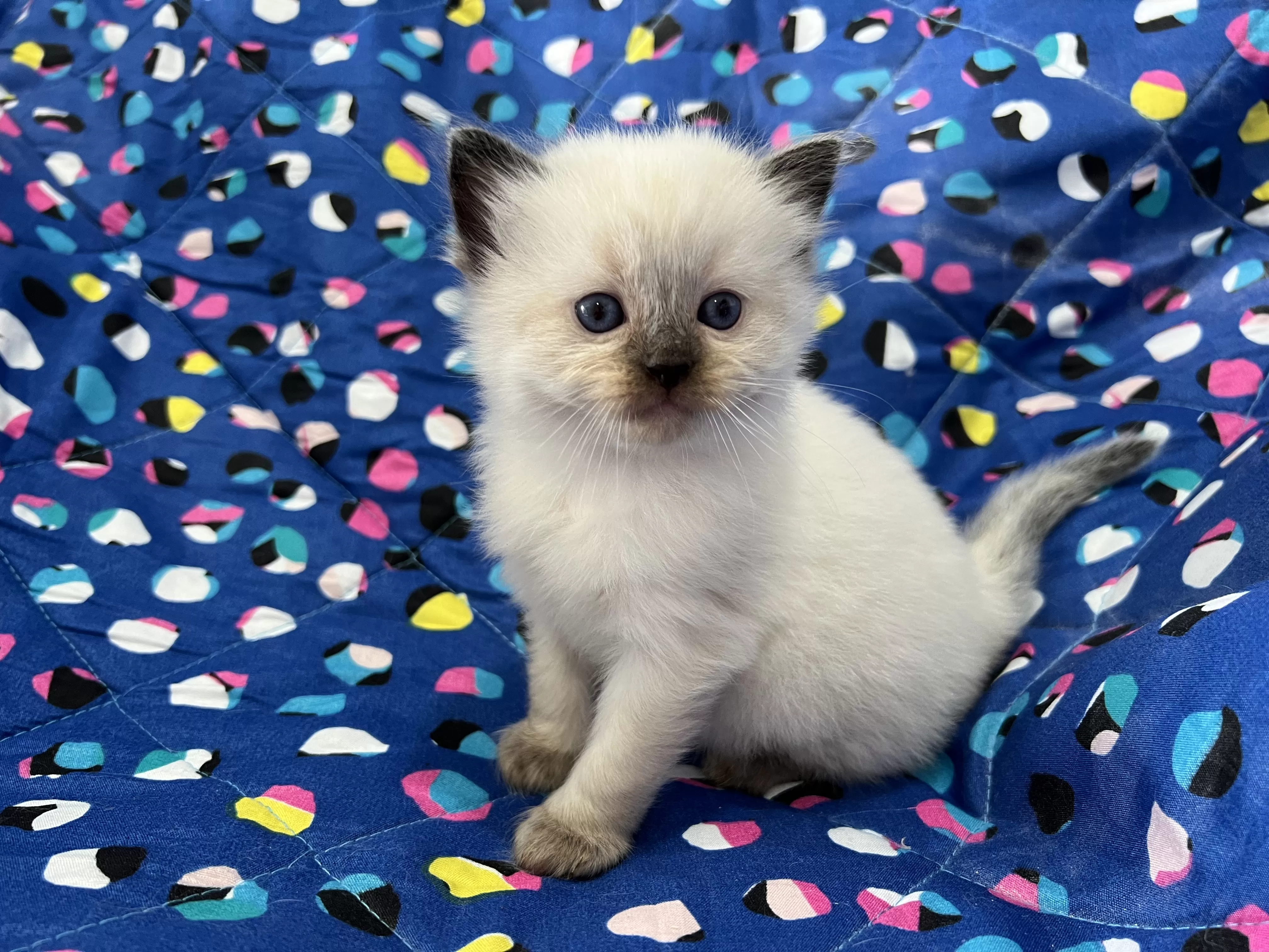 queens gallery image