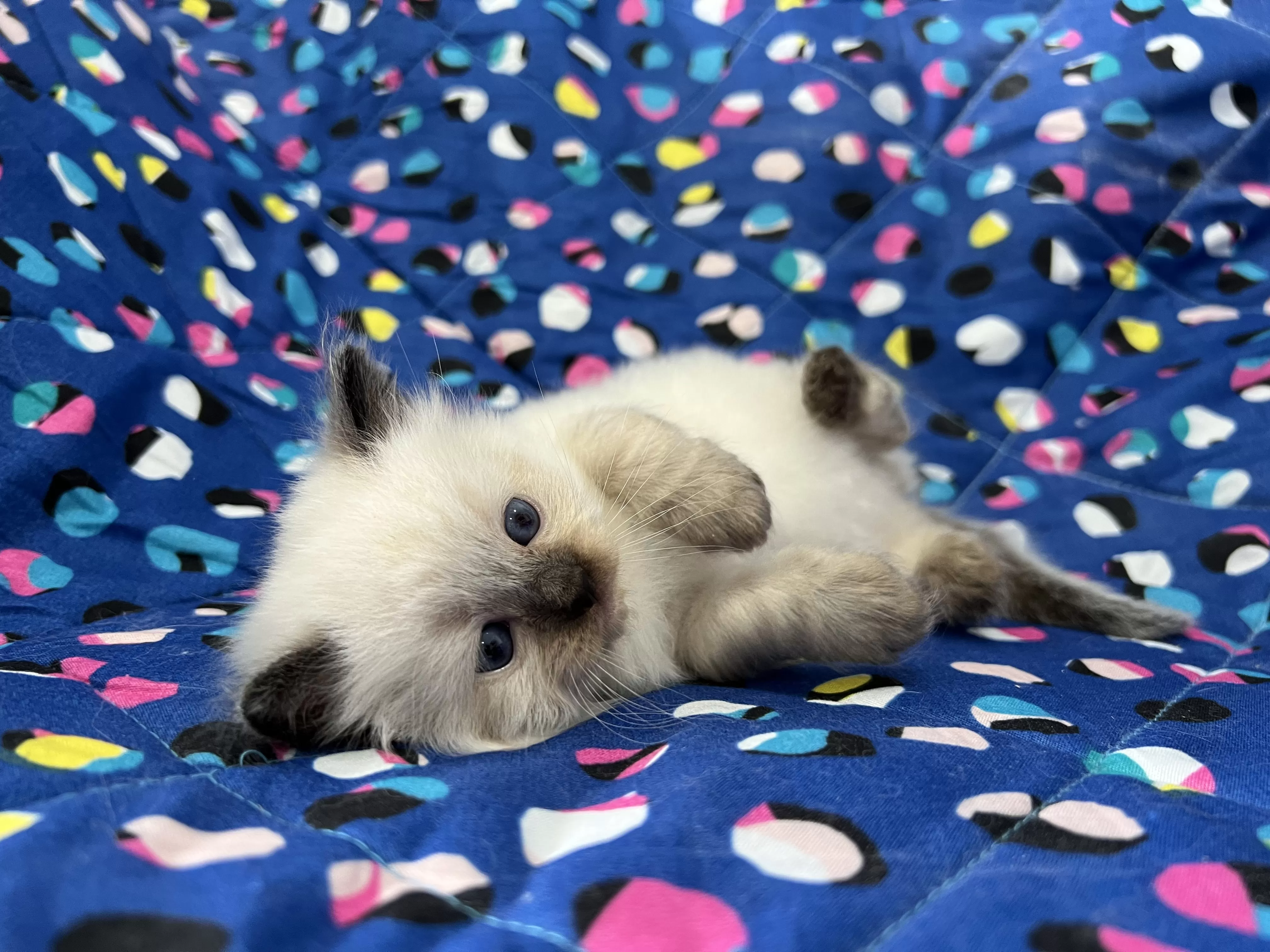 queens gallery image