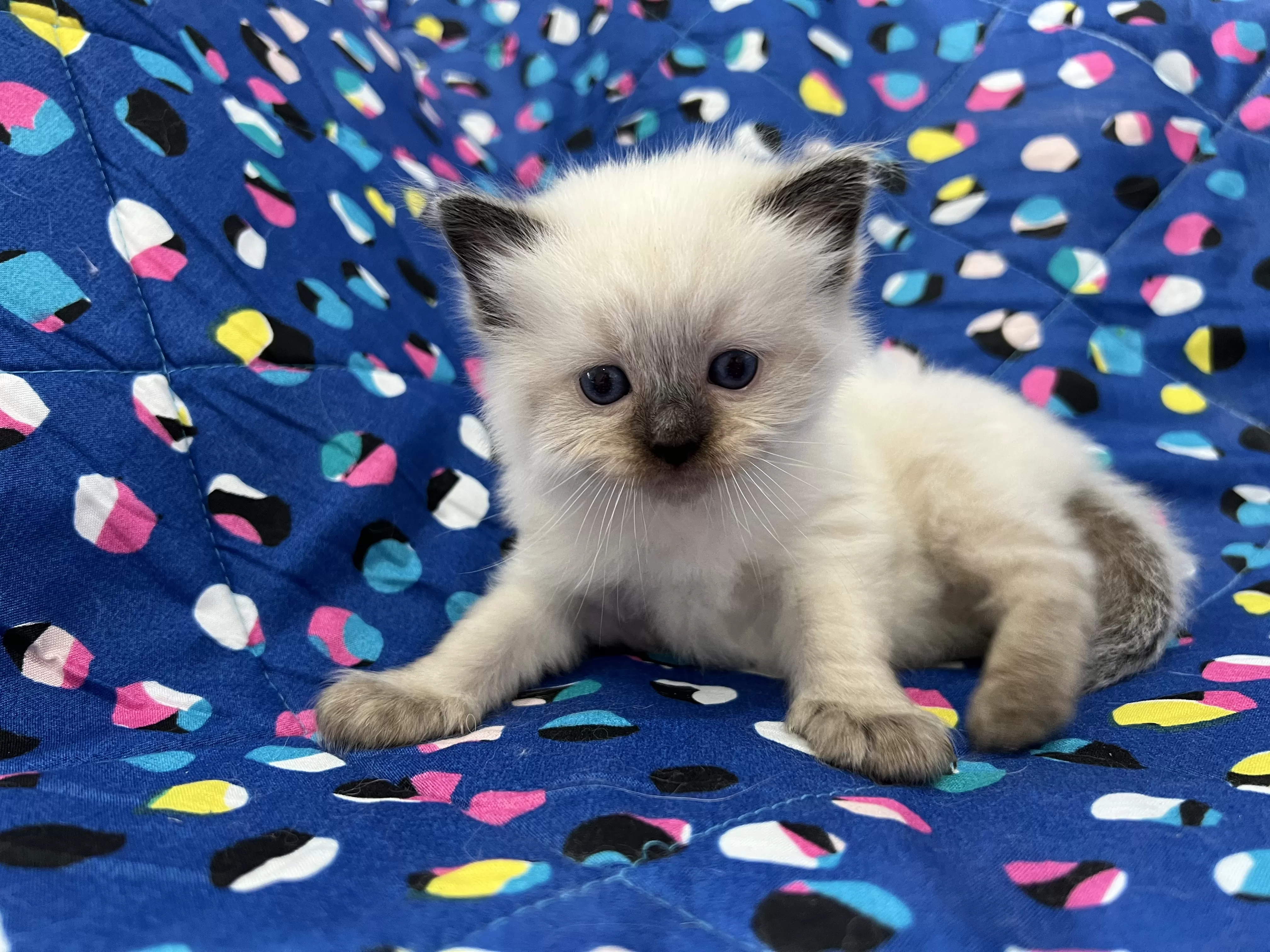 queens gallery image