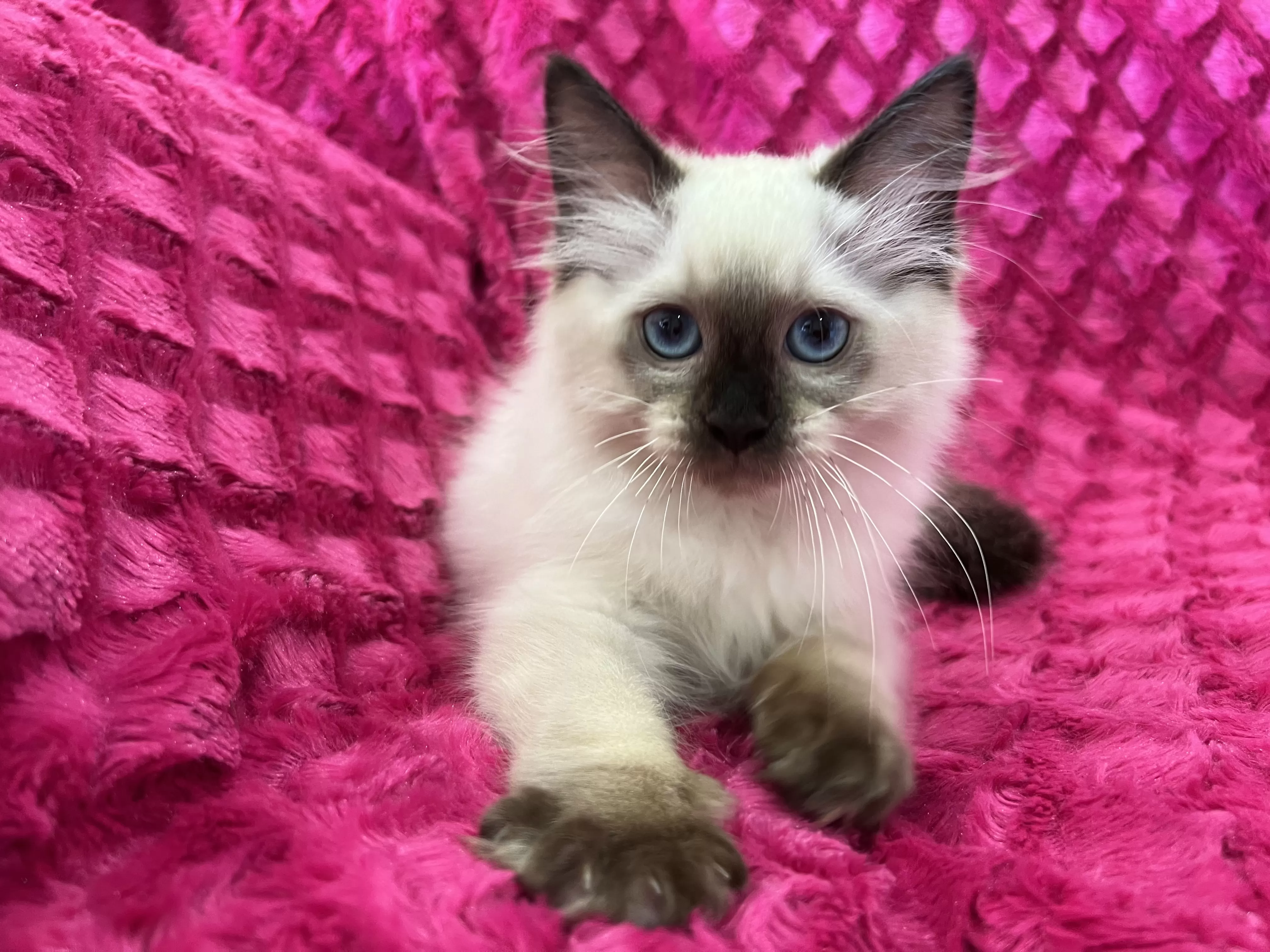 queens gallery image