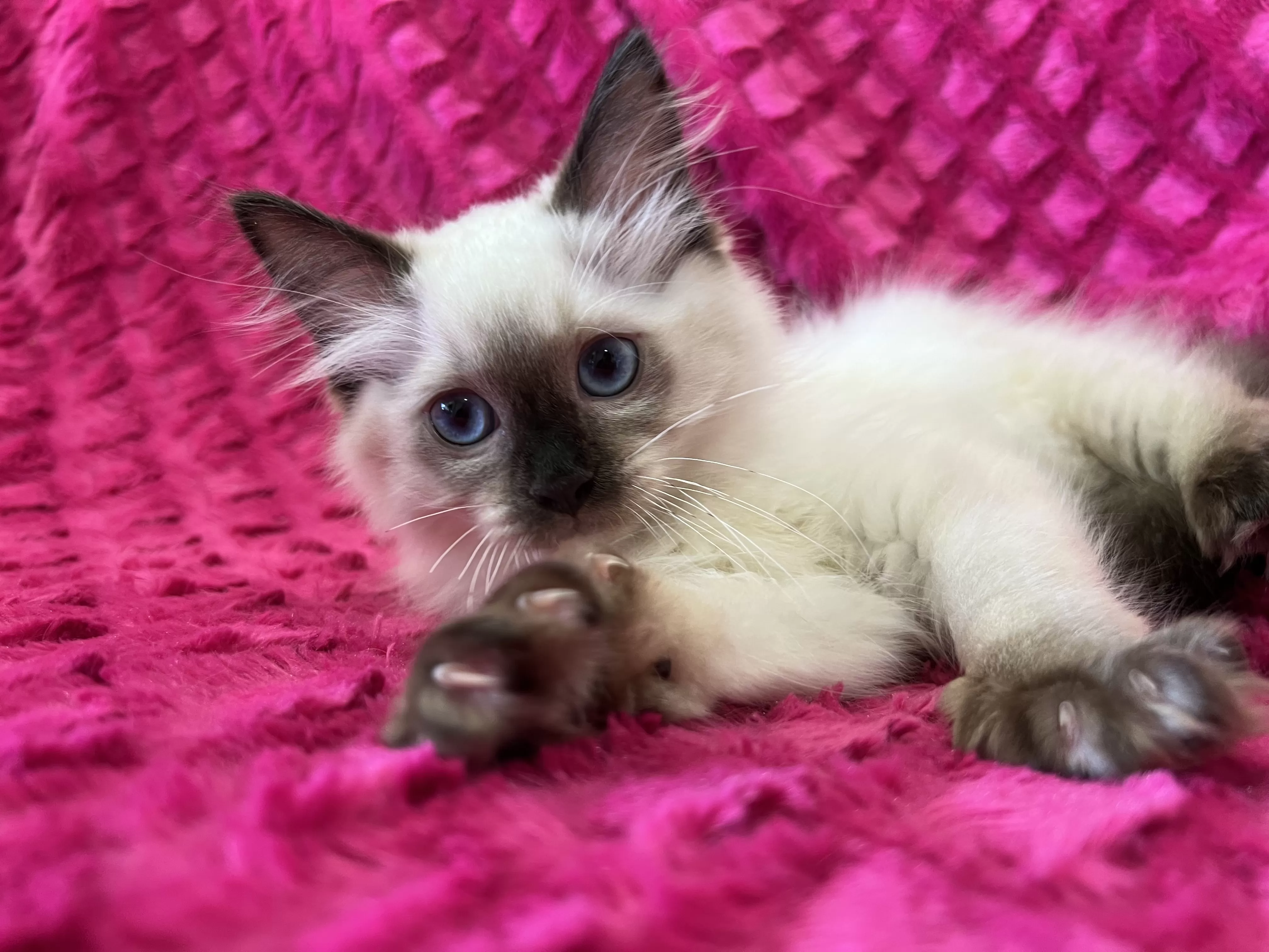 queens gallery image