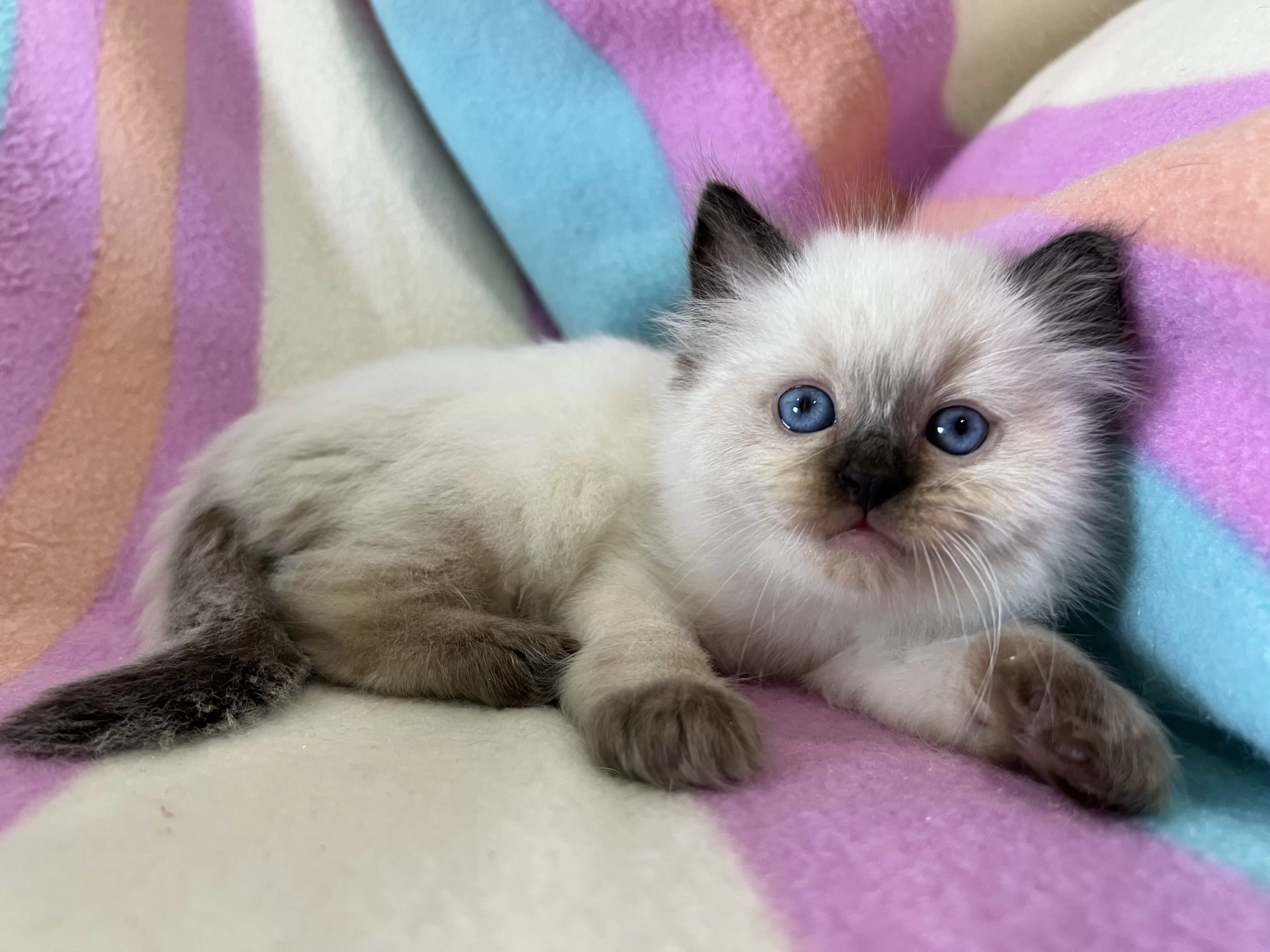 queens gallery image