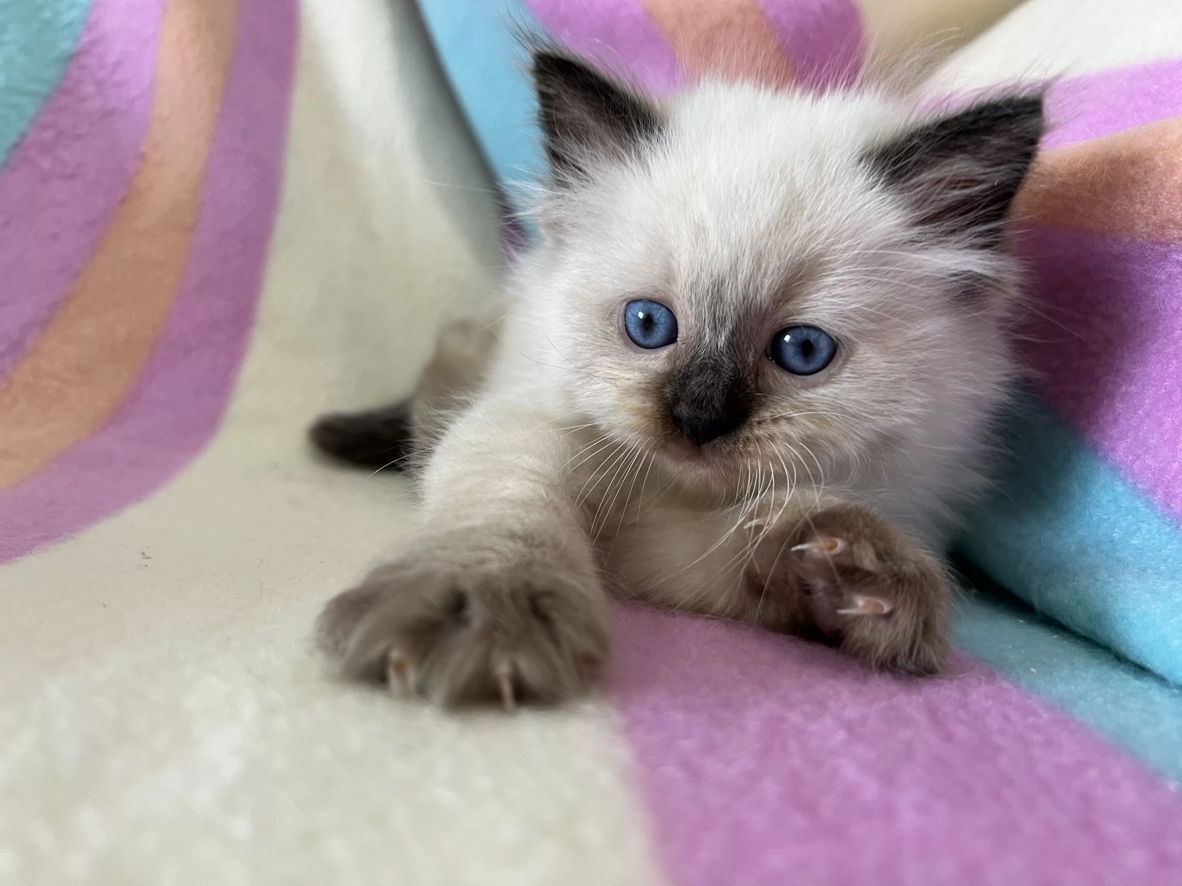 queens gallery image