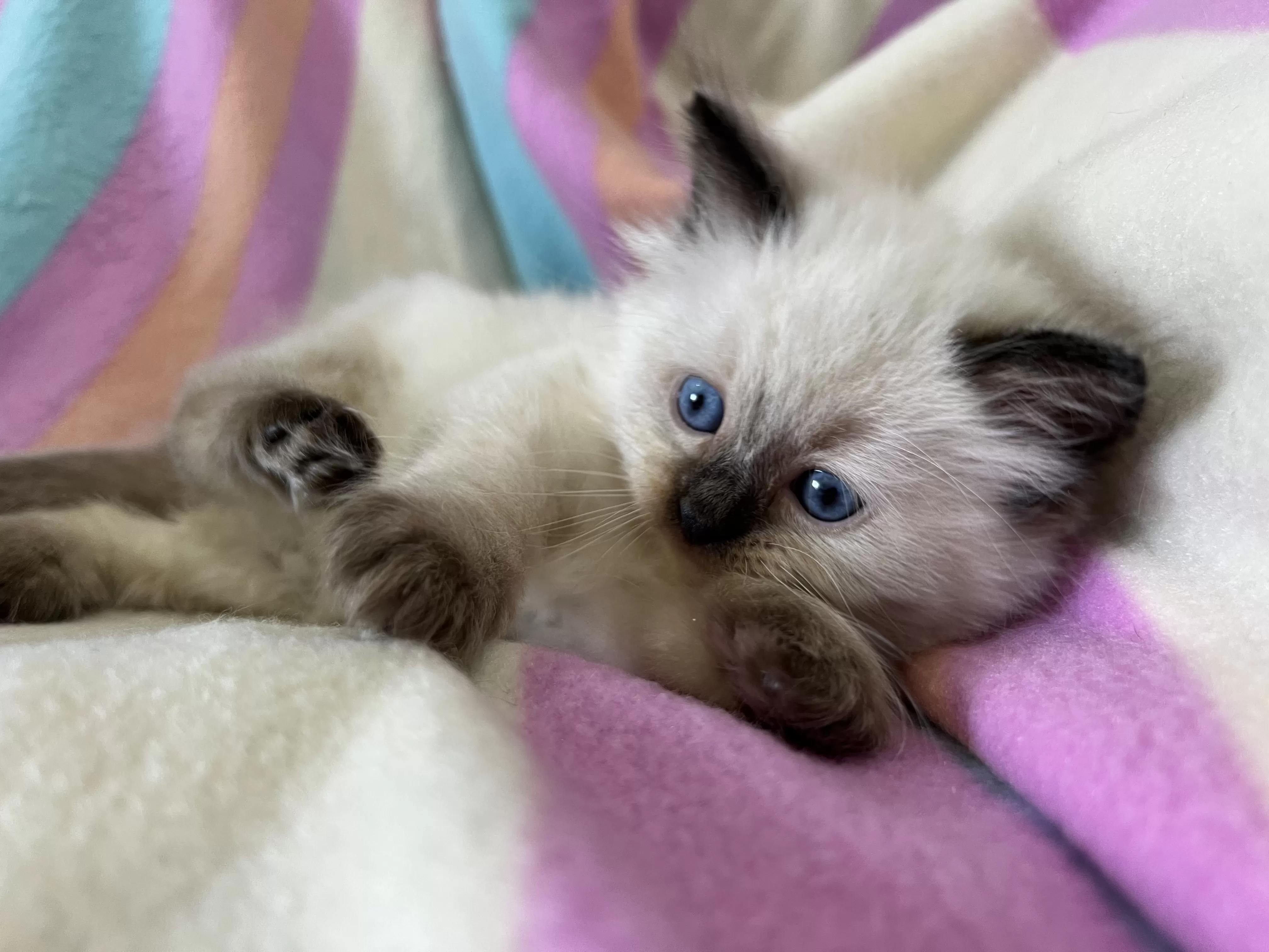 queens gallery image