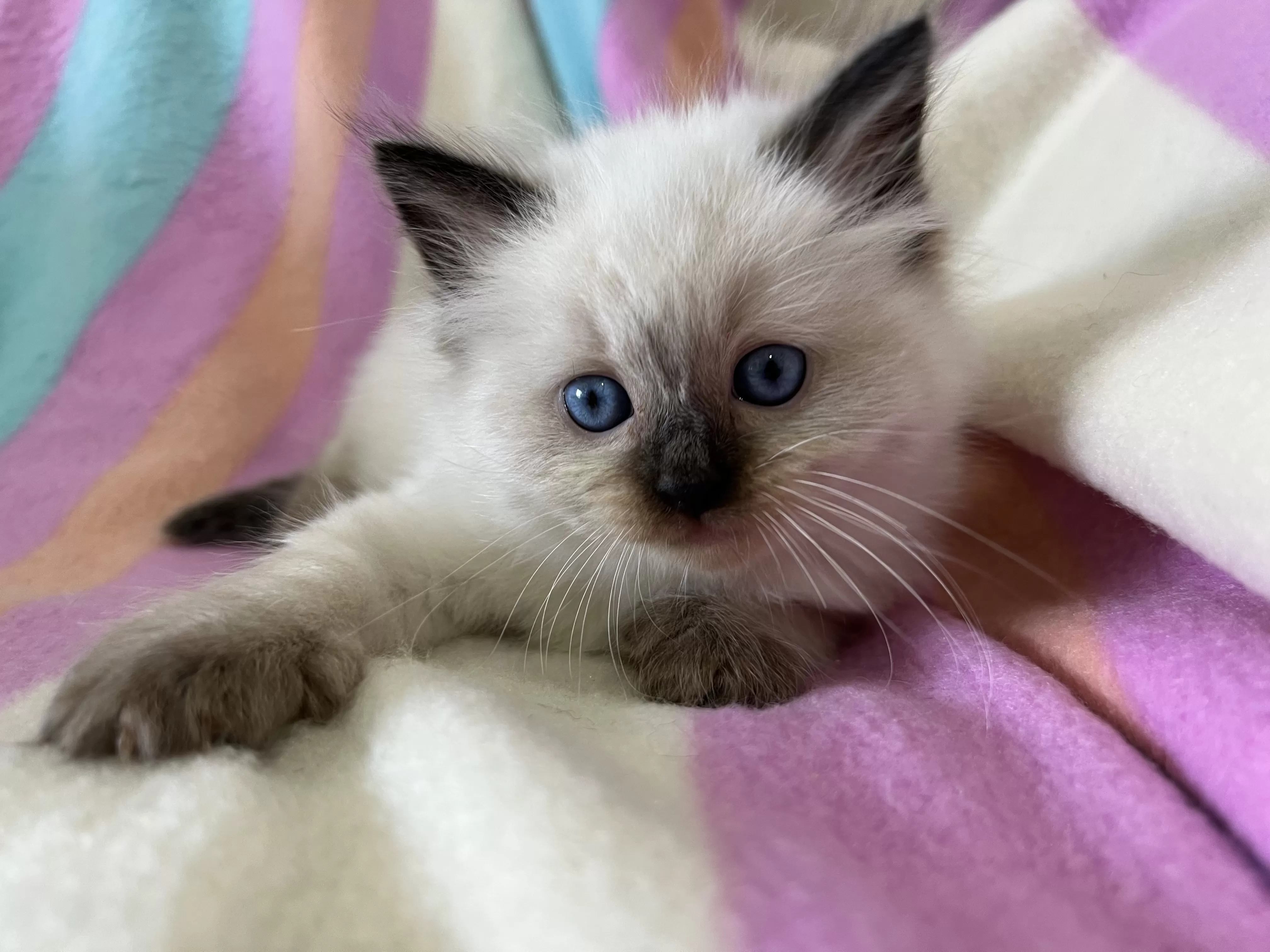 queens gallery image