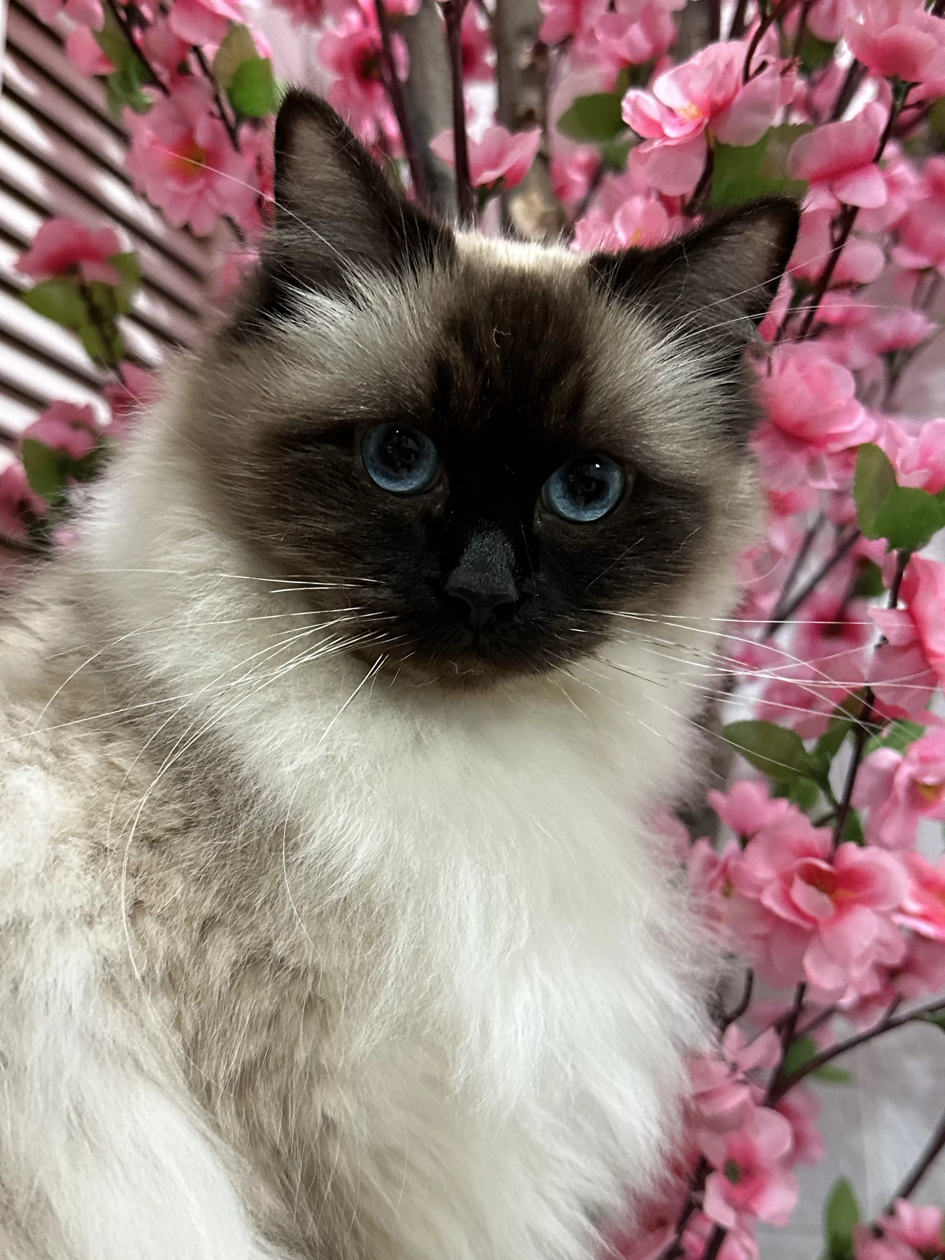 queens gallery image