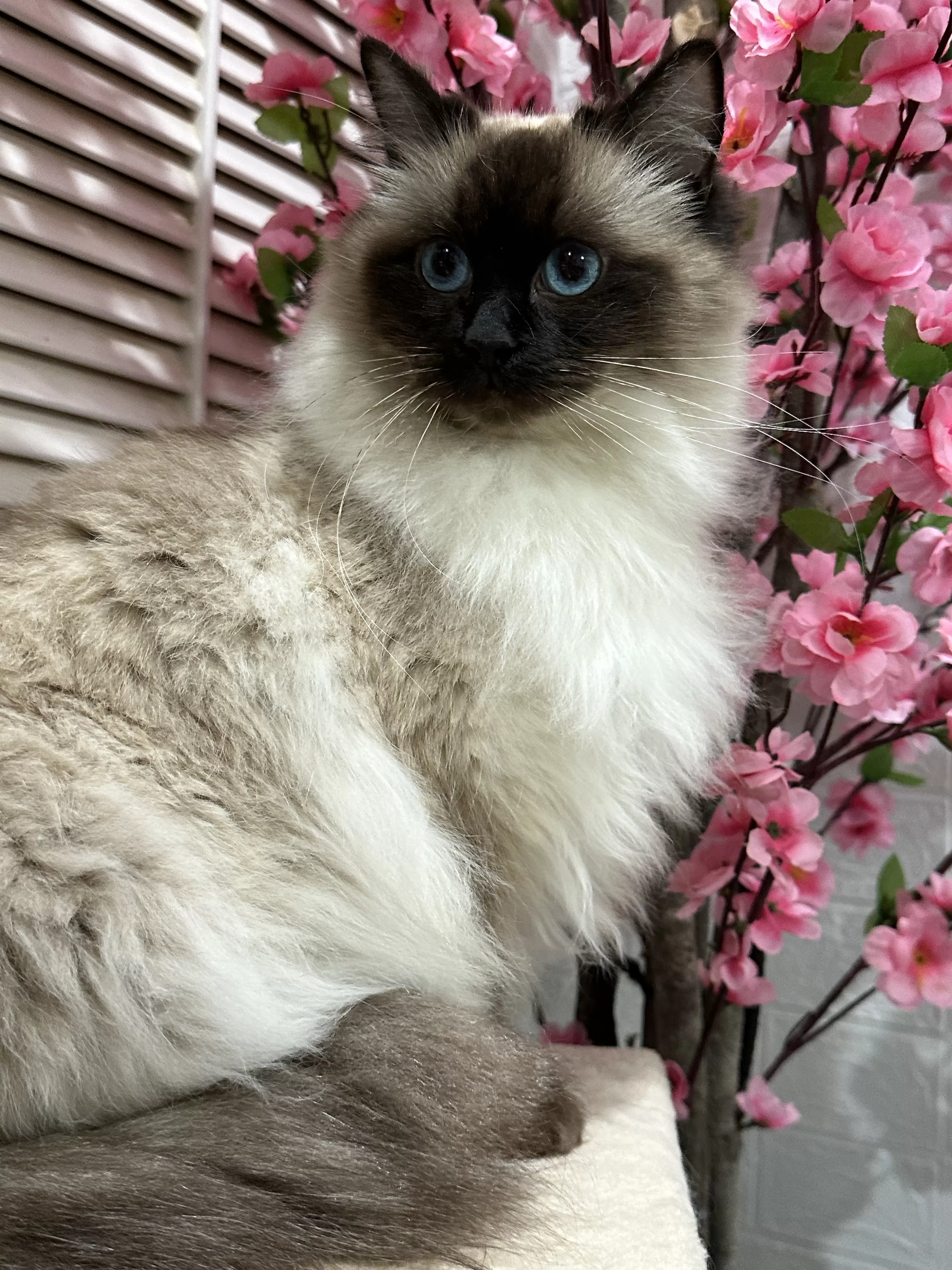 queens gallery image