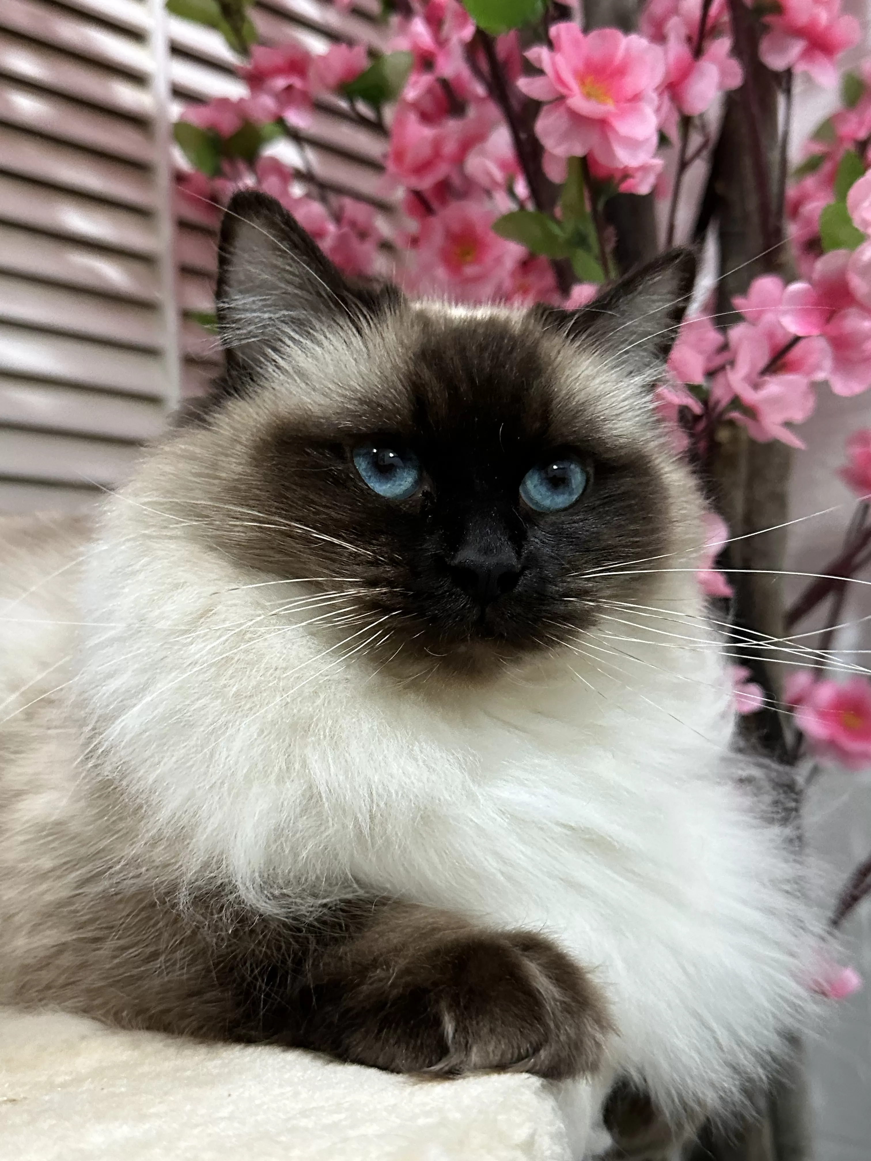 queens gallery image