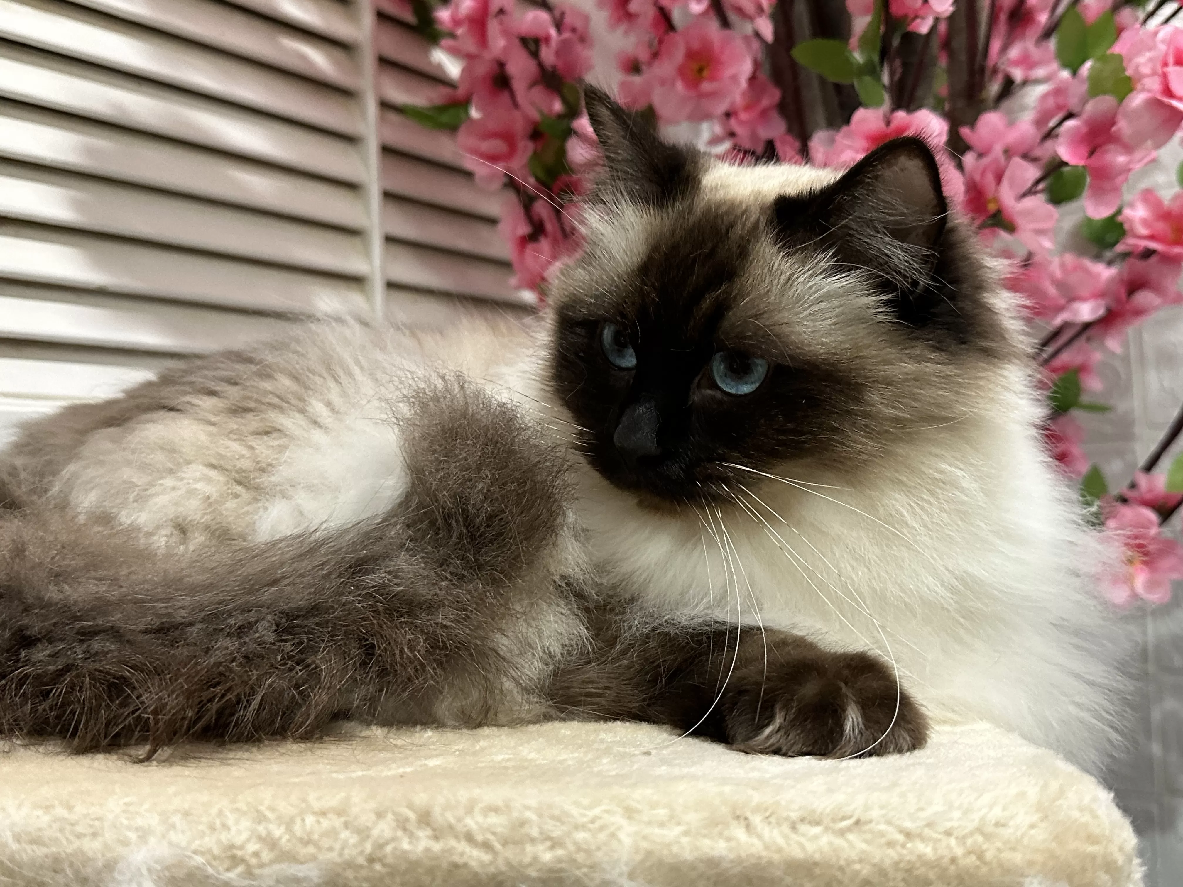 queens gallery image