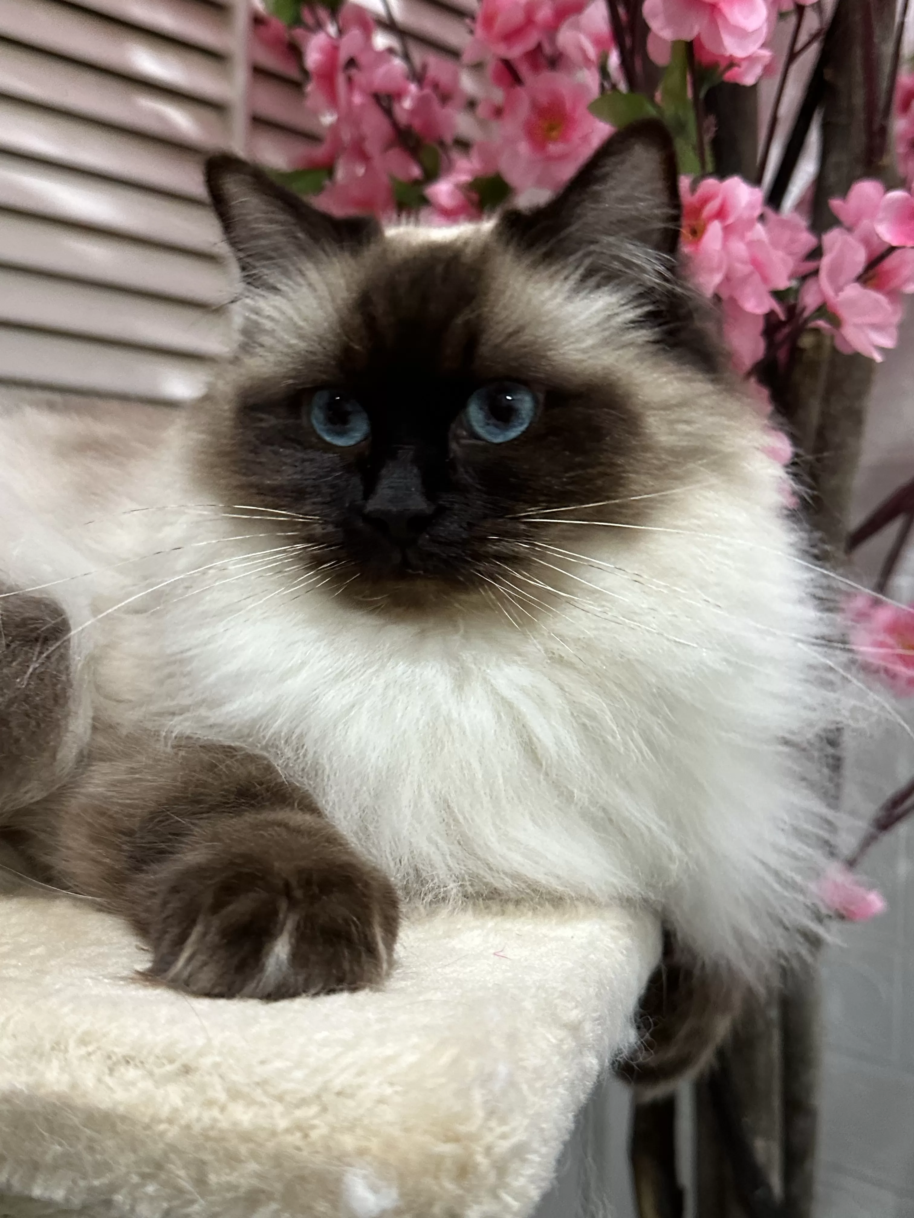 queens gallery image